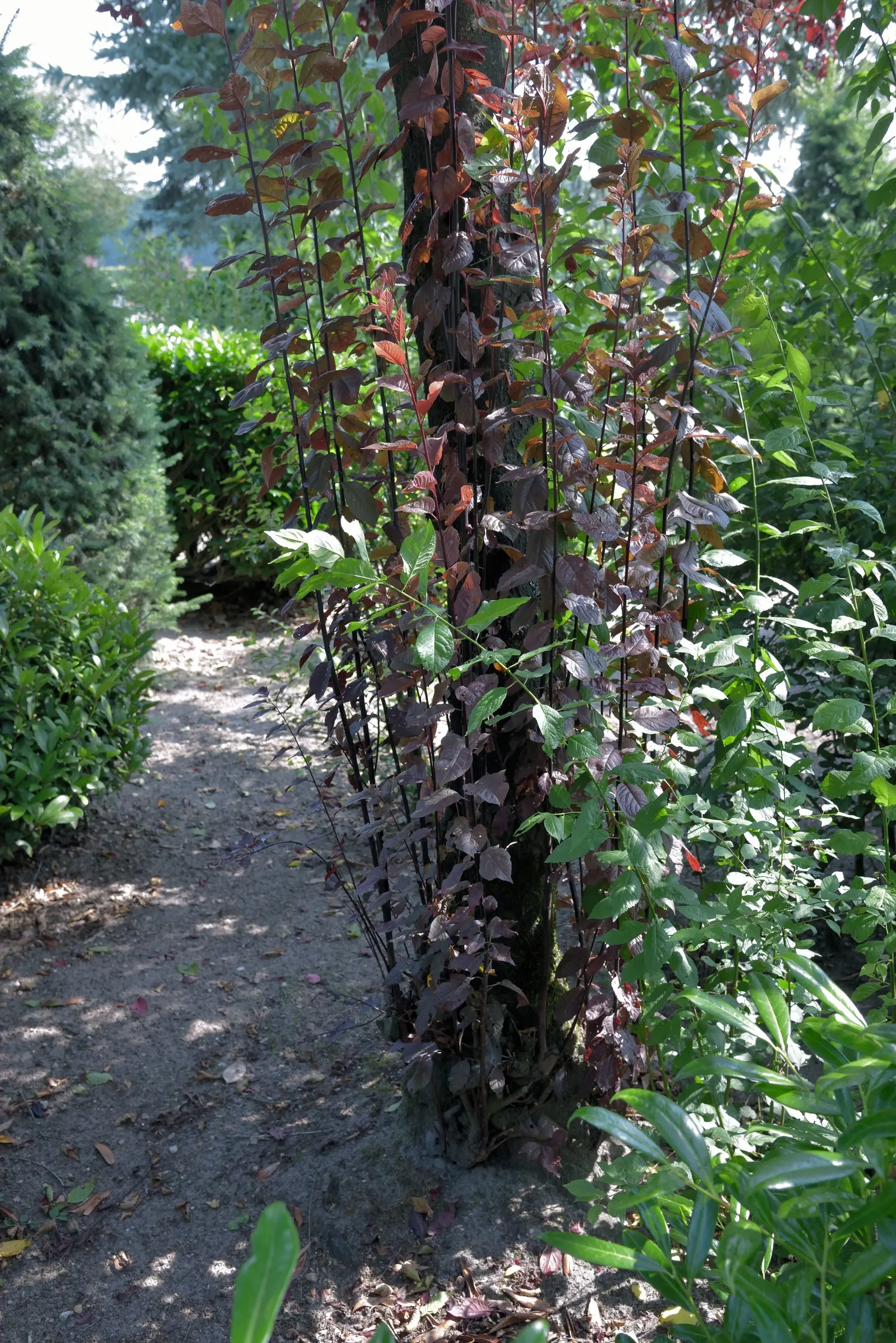 Black Cherry Plum (Prunus Cerasifera 'Nigra') — This deciduous tree reaches up to 20 feet in height and spans roughly 15 feet wide
