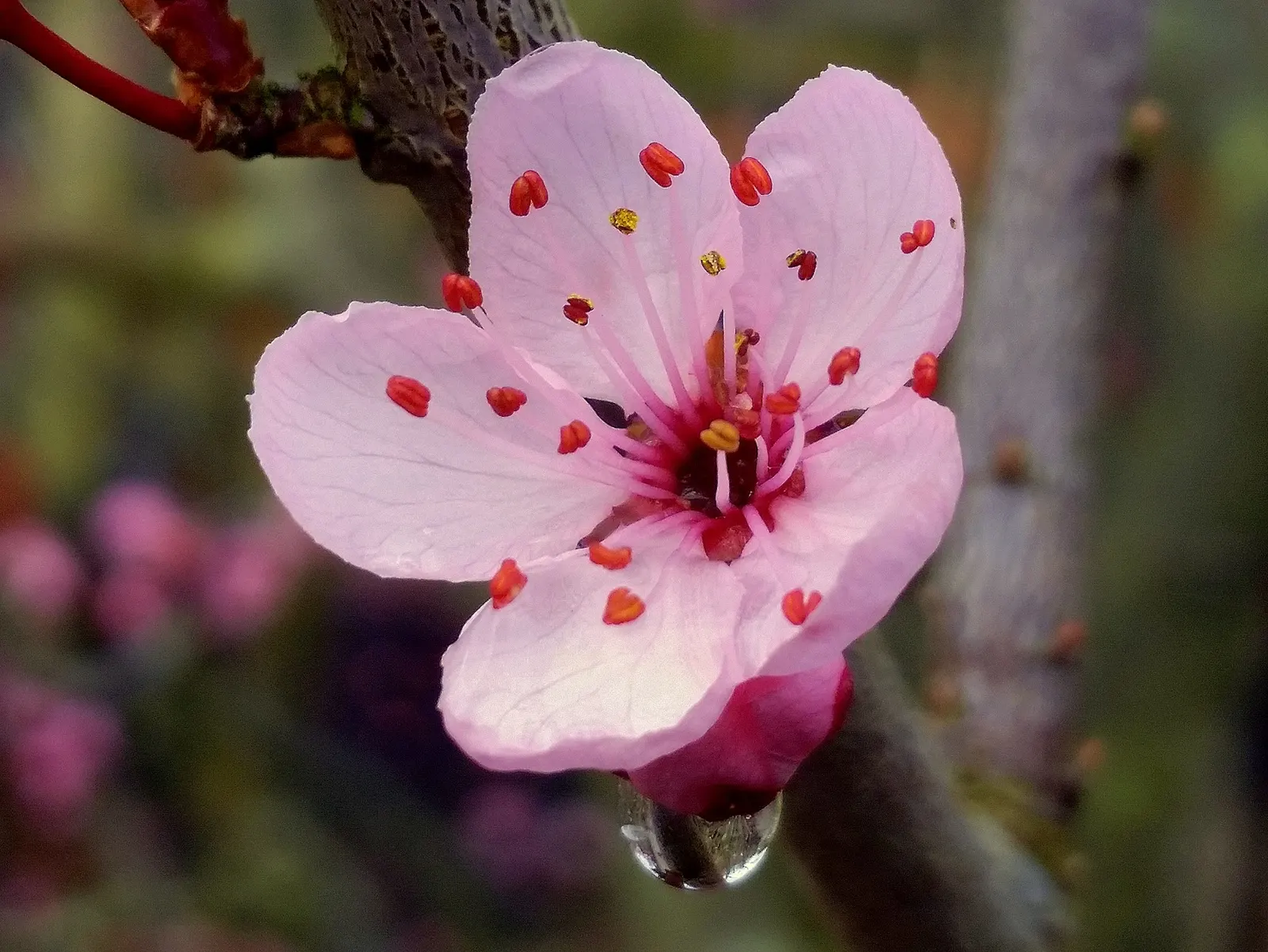 Black Cherry Plum (Prunus Cerasifera 'Nigra') — It is hardy in USDA zones 5 to 8 and is relatively low-maintenance