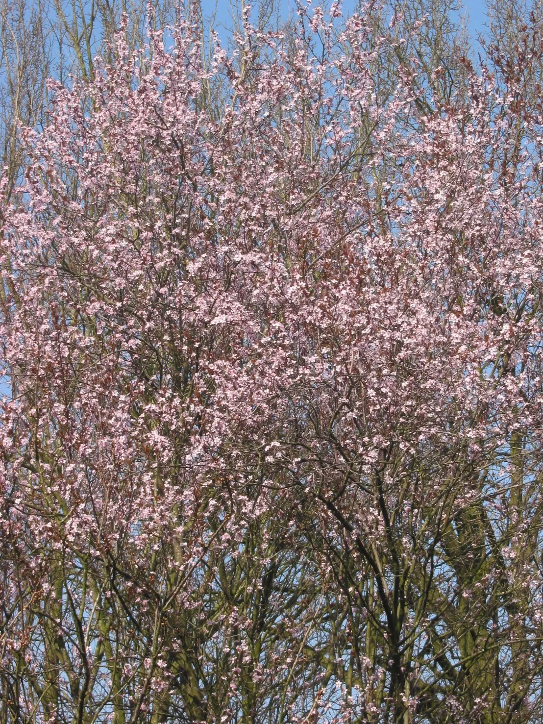 Black Cherry Plum (Prunus Cerasifera 'Nigra') — This deciduous tree prefers well-drained soil and thrives in full sun to ensure the richest leaf coloration; it