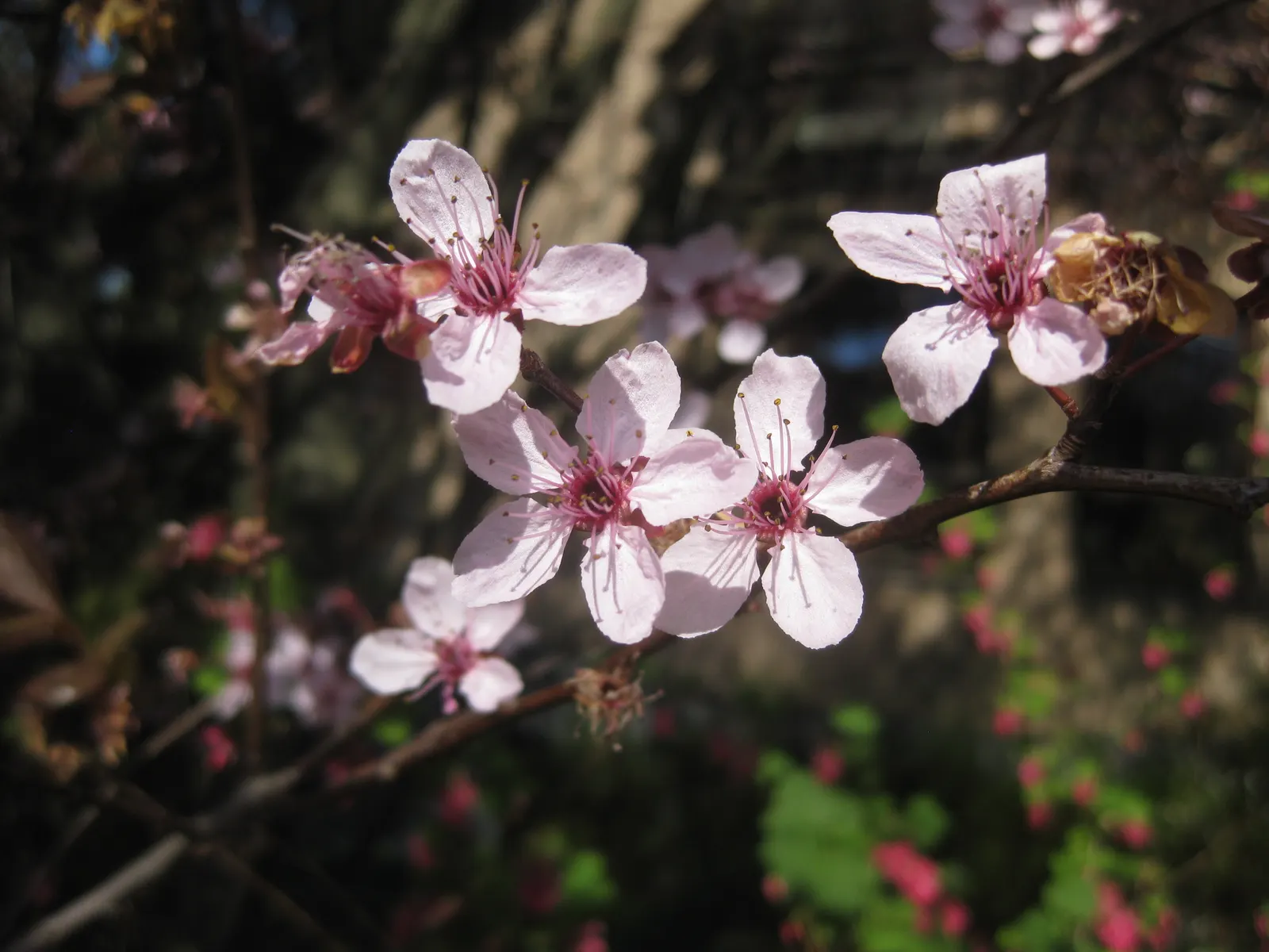 Black Cherry Plum (Prunus Cerasifera 'Nigra') — this cultivar provides a compact yet lush addition to garden landscapes