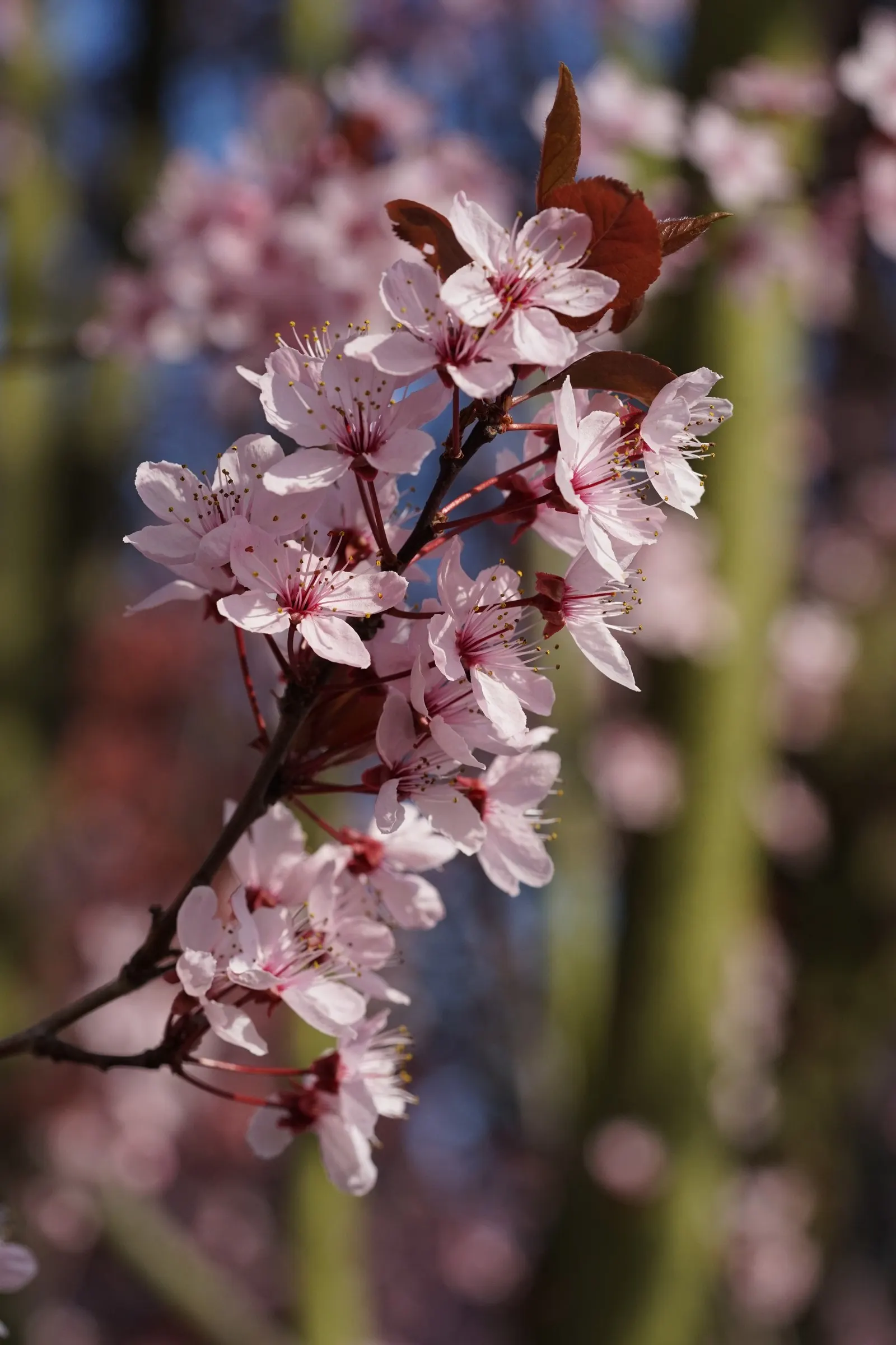 Black Cherry Plum (Prunus Cerasifera 'Nigra') — It thrives in full sun and adapts well to varying soil types; this deciduous tree prefers well-drained soil and