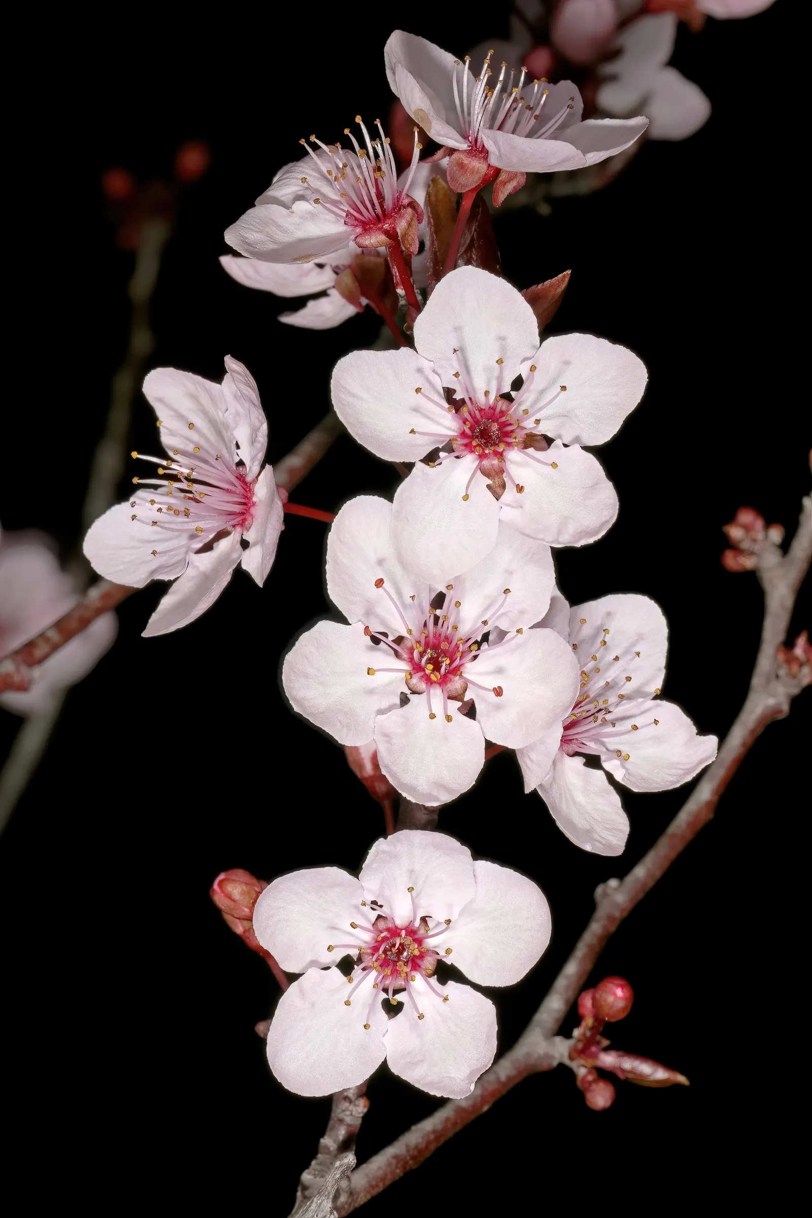 Black Cherry Plum (Prunus Cerasifera 'Nigra') — providing a striking focal point for any landscape design; is a striking ornamental tree cherished for its