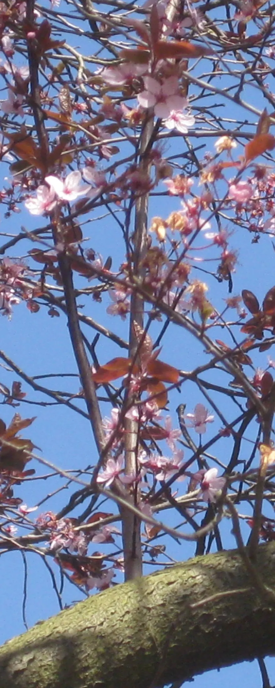 Black Cherry Plum (Prunus Cerasifera 'Nigra') — It is characterized by its deep purple to almost black foliage; features stunning dark purple leaves that
