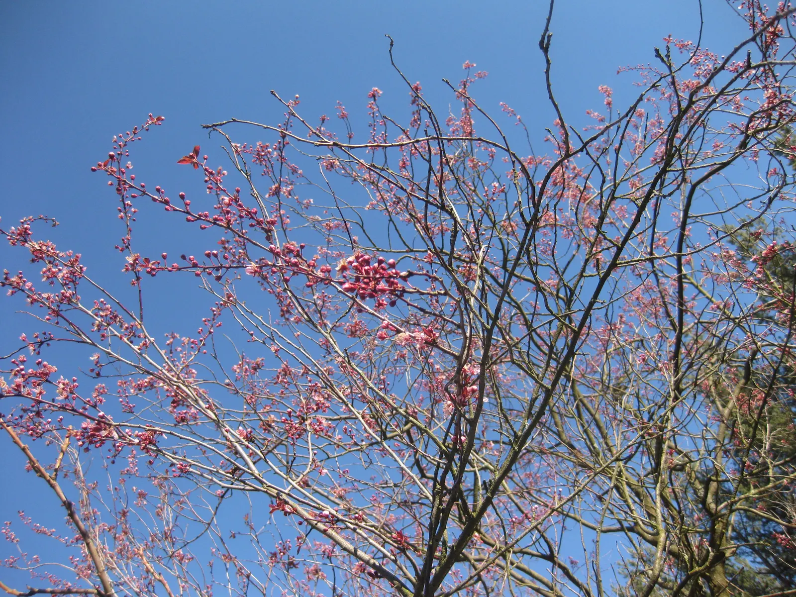 Black Cherry Plum (Prunus Cerasifera 'Nigra') — emphasize the Black Cherry Plum's ornamental features