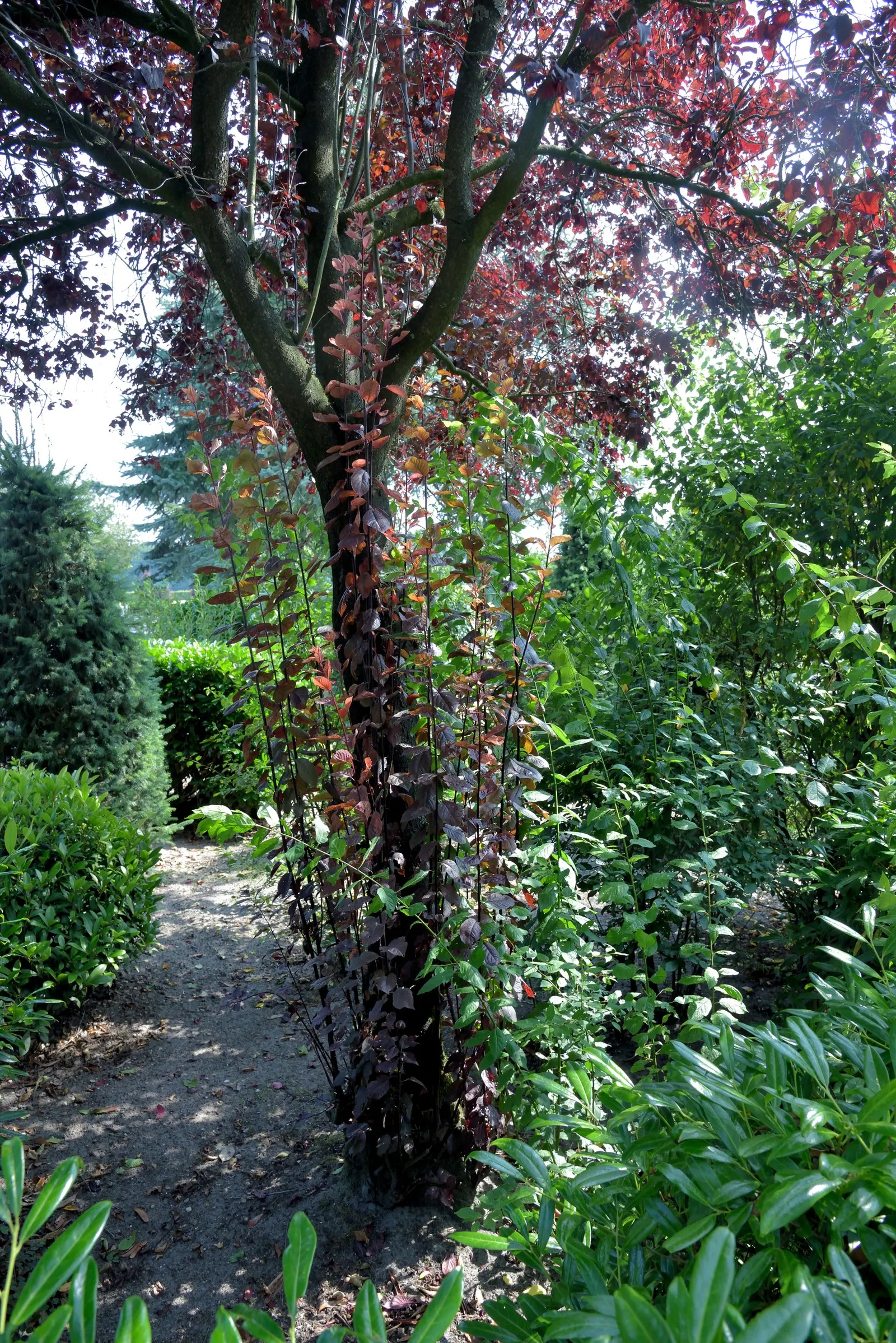 Black Cherry Plum (Prunus Cerasifera 'Nigra') — you will find the Prunus cerasifera 'Nigra' valuable for its versatile use in creating focal points; it is