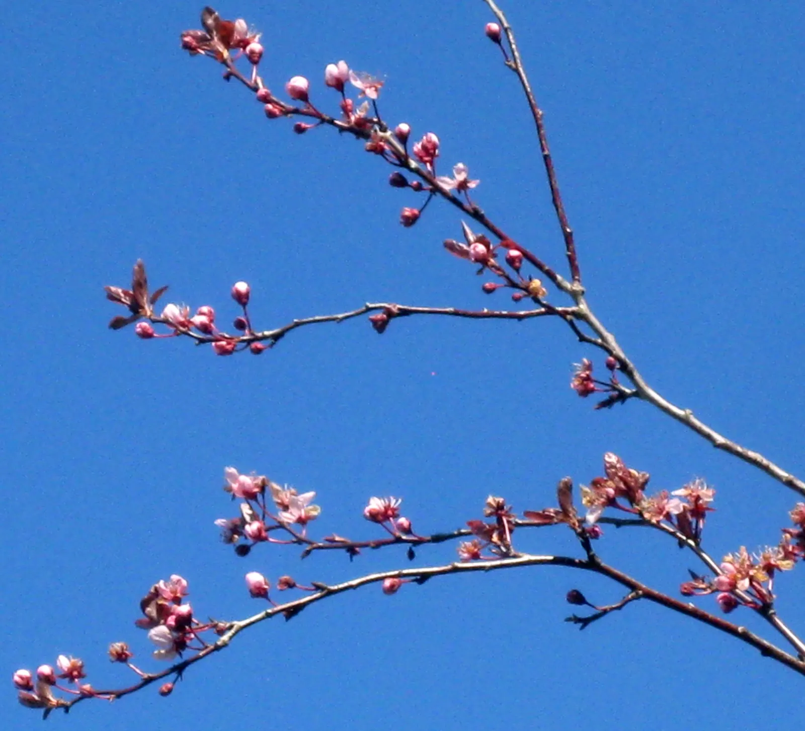 Black Cherry Plum (Prunus Cerasifera 'Nigra') — features stunning dark purple leaves that mature into a deep green