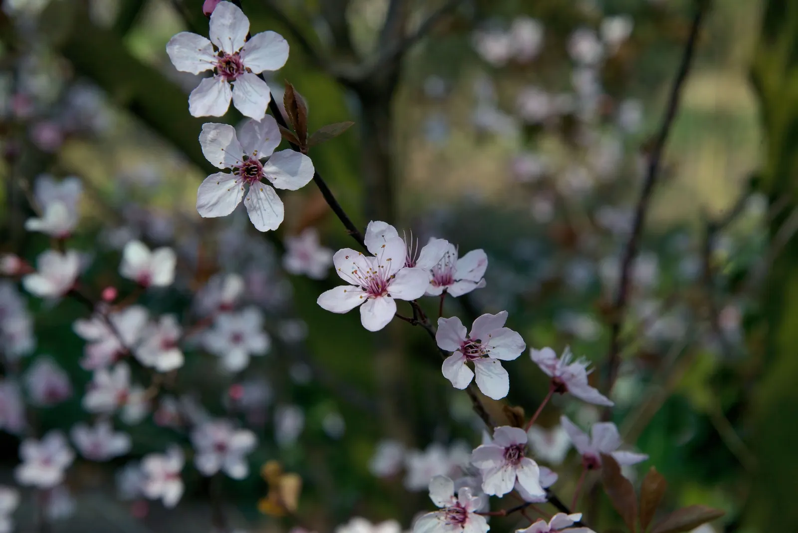 Black Cherry Plum (Prunus Cerasifera 'Nigra') — such as its showy blossoms which attract pollinators; offering a vivid display against its delicate white to