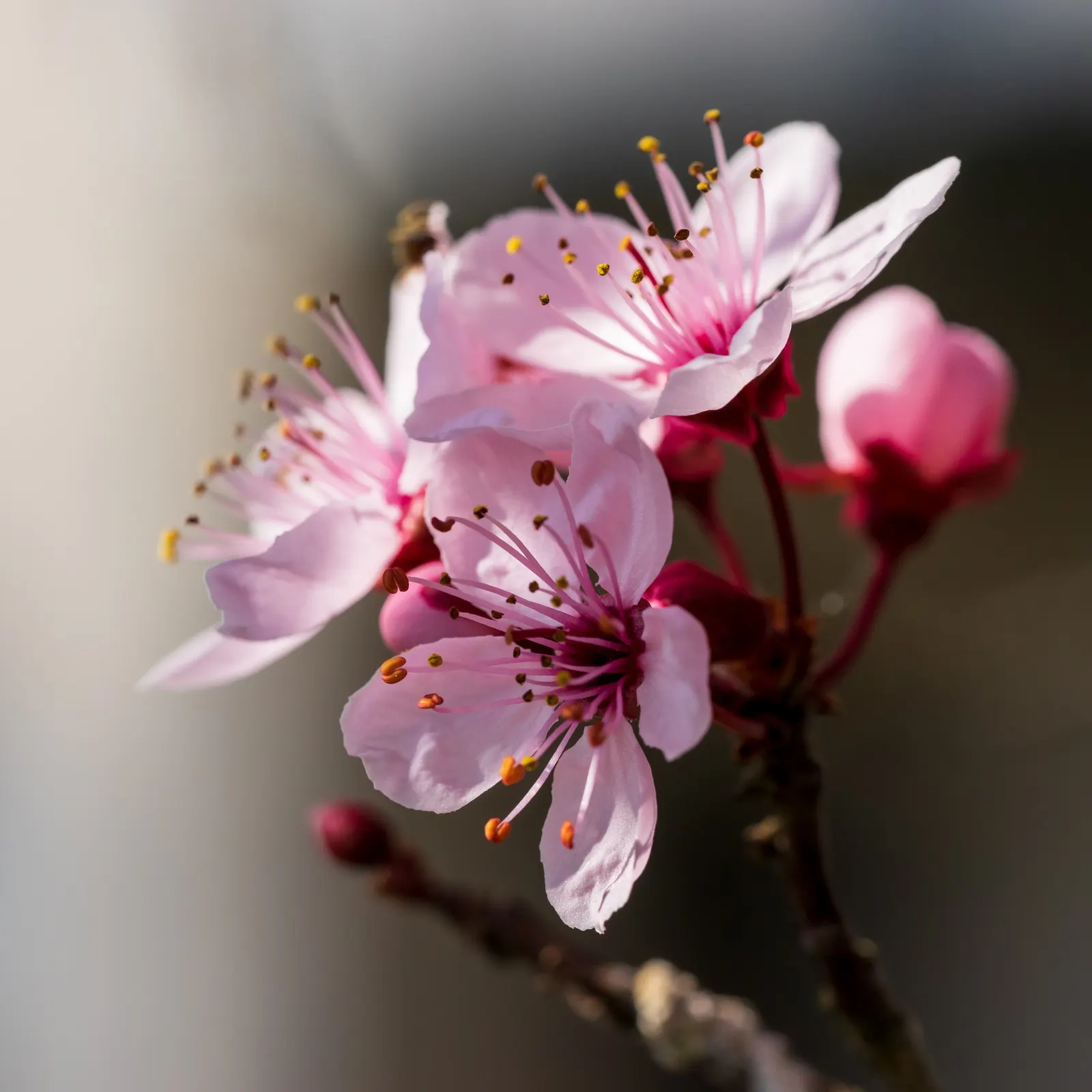 Black Cherry Plum (Prunus Cerasifera 'Nigra') — tree with pink blooms