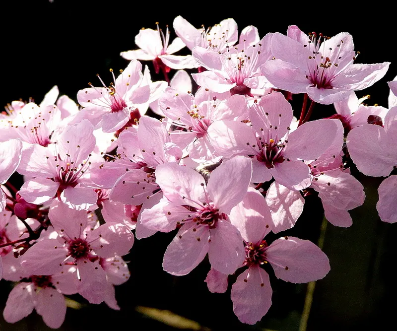 Black Cherry Plum (Prunus Cerasifera 'Nigra') — With a mature height ranging between 15 to 20 feet and a spread of roughly 15 to 20 feet