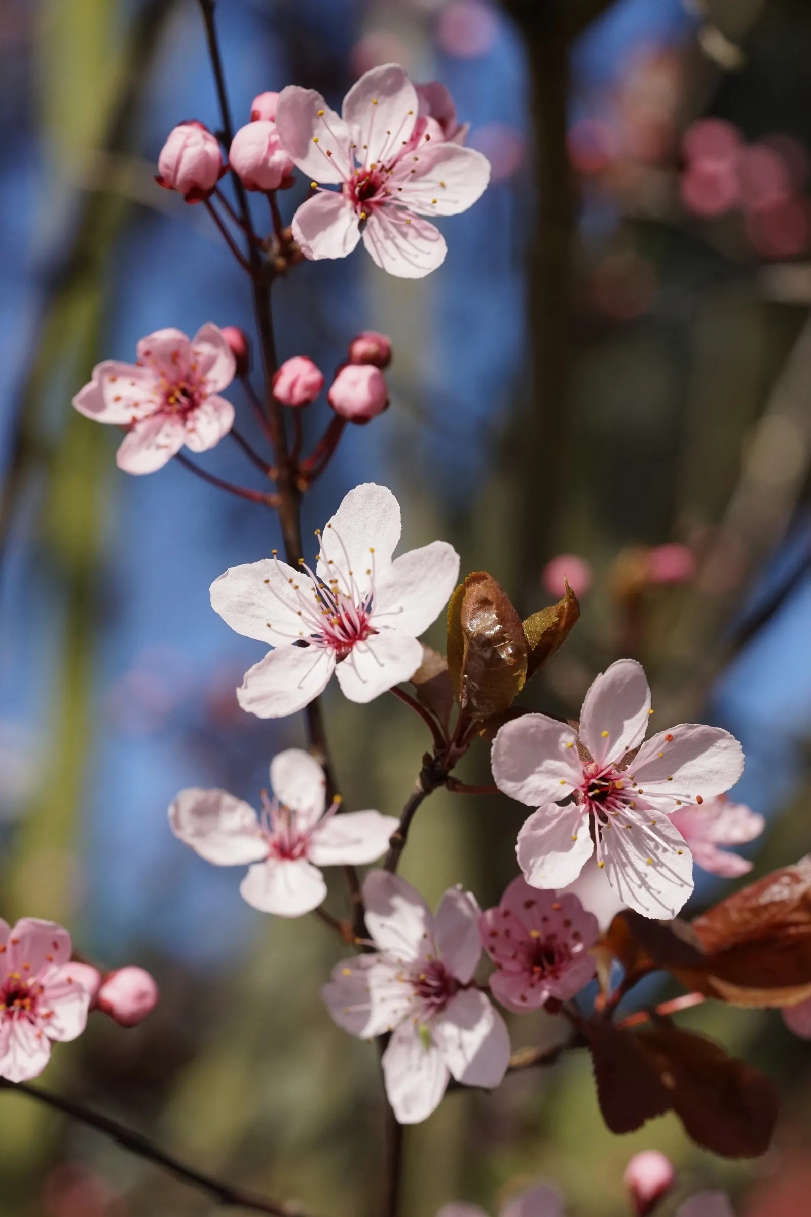 Black Cherry Plum (Prunus Cerasifera 'Nigra') — pink flowers in the garden