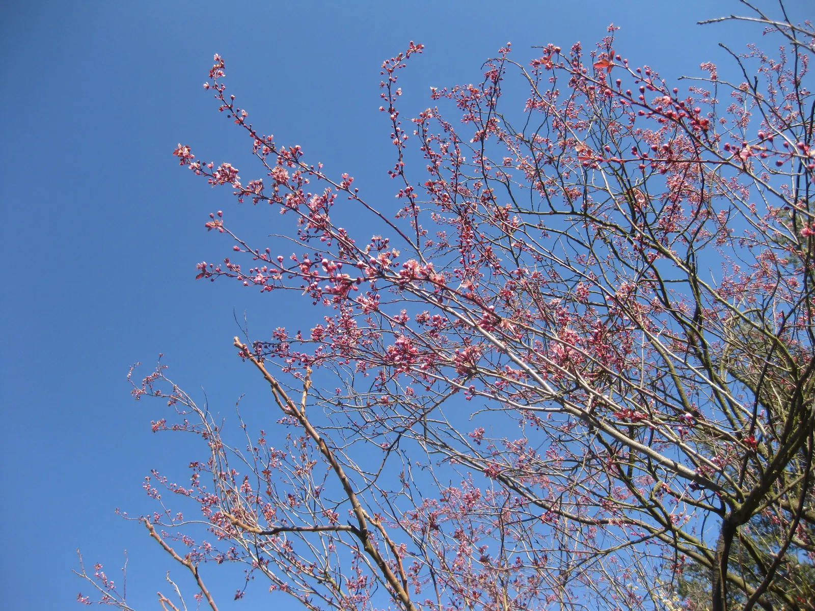 Black Cherry Plum (Prunus Cerasifera 'Nigra') — such as its showy blossoms which attract pollinators