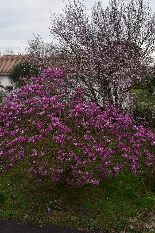 Black Cherry Plum (Prunus Cerasifera 'Nigra') — scientifically known as Prunus cerasifera 'Nigra'; pink flowers in the garden