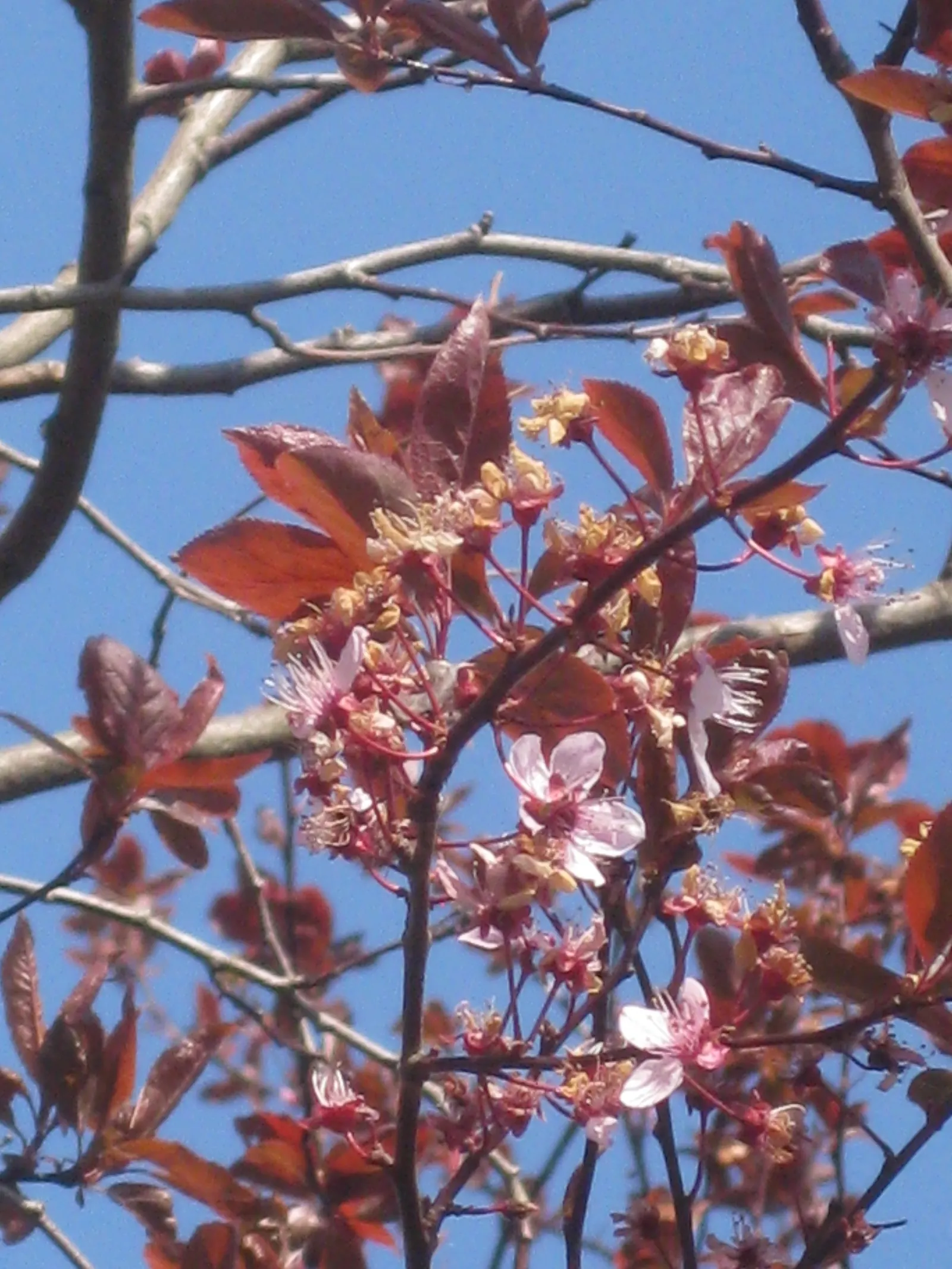 Black Cherry Plum (Prunus Cerasifera 'Nigra') — emphasize the Black Cherry Plum's ornamental features; barring waterlogged conditions