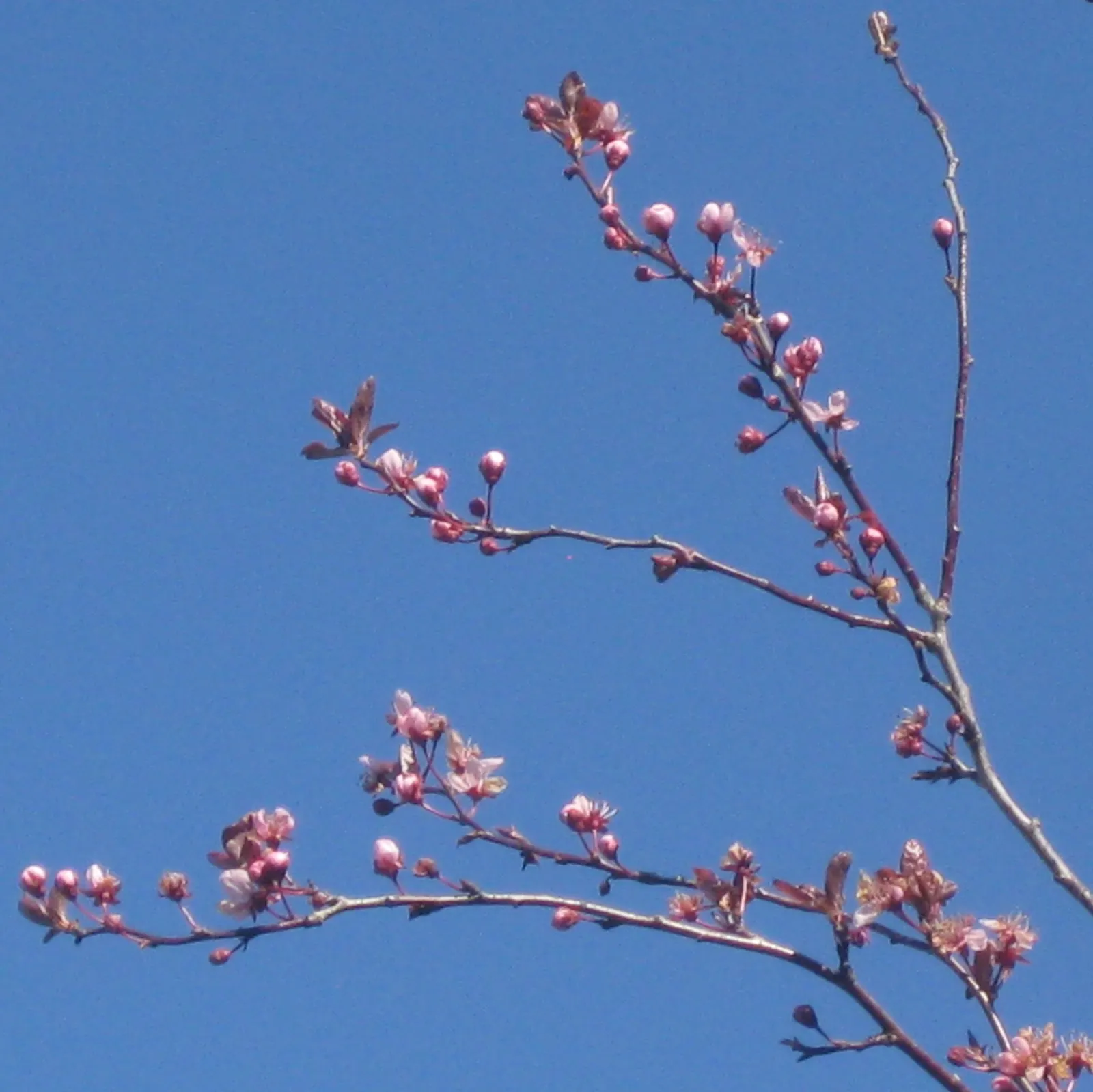 Black Cherry Plum (Prunus Cerasifera 'Nigra') — It is hardy in USDA zones 5 to 8 and is relatively low-maintenance; you will find the Prunus cerasifera 'Nigra'
