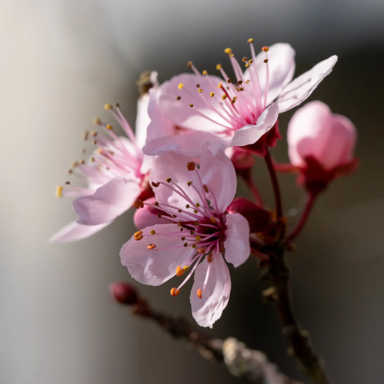 Black Cherry Plum (Prunus Cerasifera 'Nigra') — This deciduous tree reaches up to 20 feet in height and spans roughly 15 feet wide; commonly known as Black