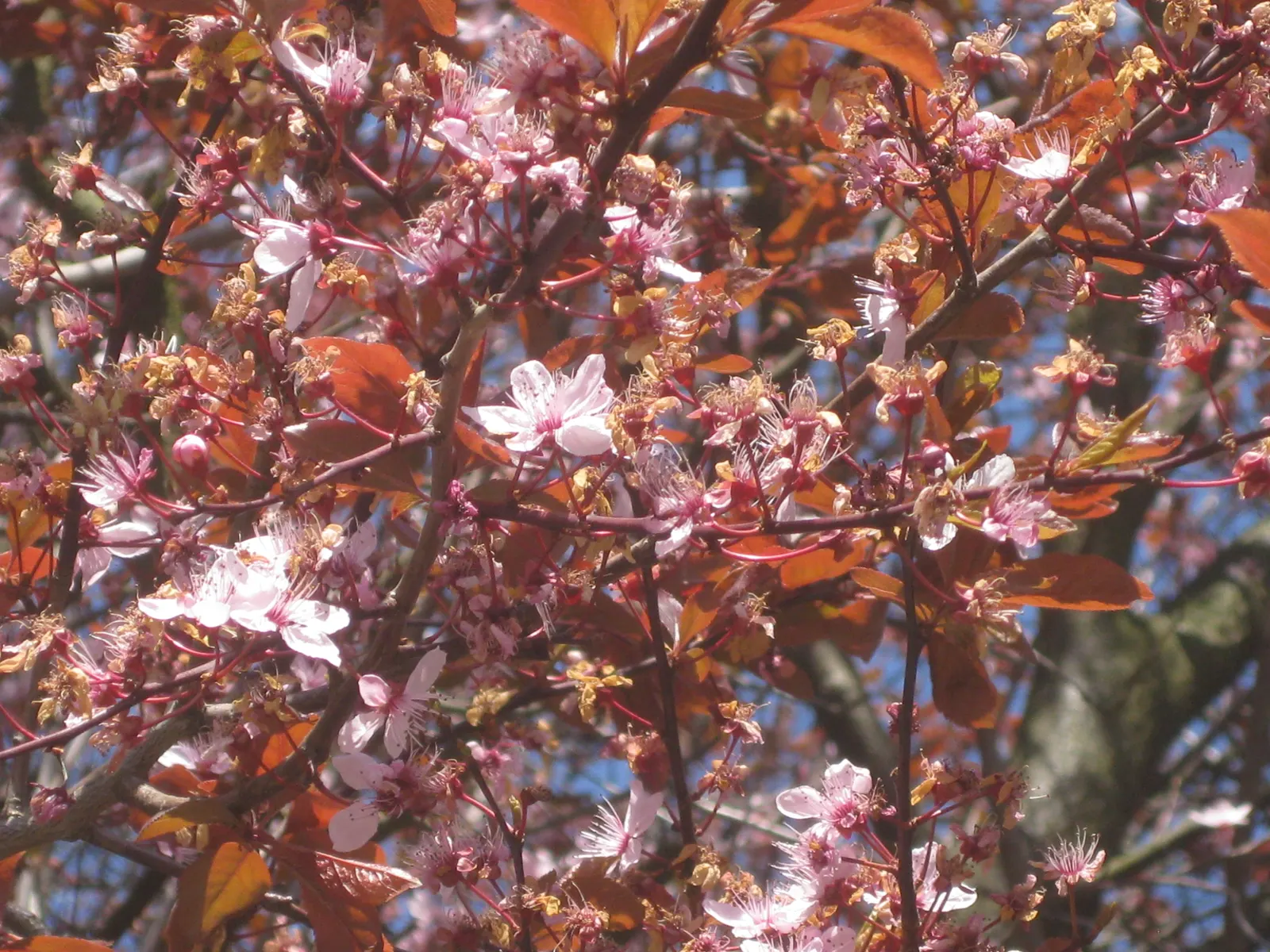 Black Cherry Plum (Prunus Cerasifera 'Nigra') — and providing shaded areas in medium-sized gardens; tree with pink blooms