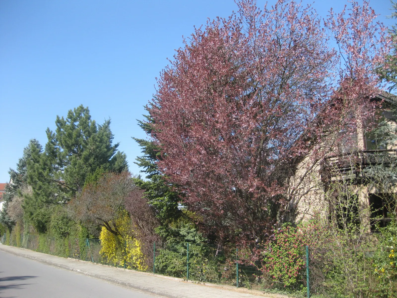Black Cherry Plum (Prunus Cerasifera 'Nigra') — is a striking ornamental tree cherished for its early spring beauty and modest size