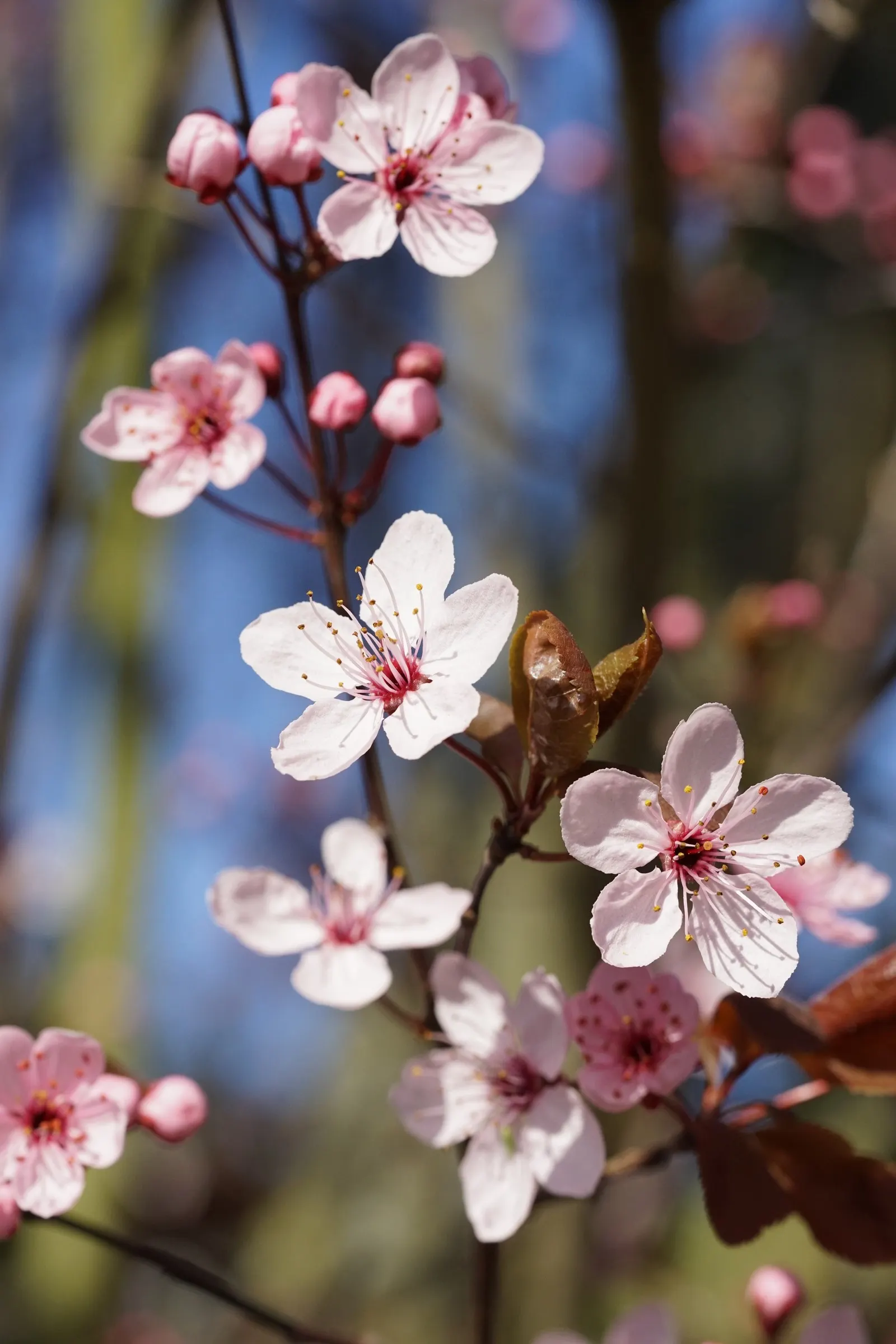 Black Cherry Plum (Prunus Cerasifera 'Nigra') — offering a vivid display against its delicate white to pale pink blossoms in early spring; such as its showy