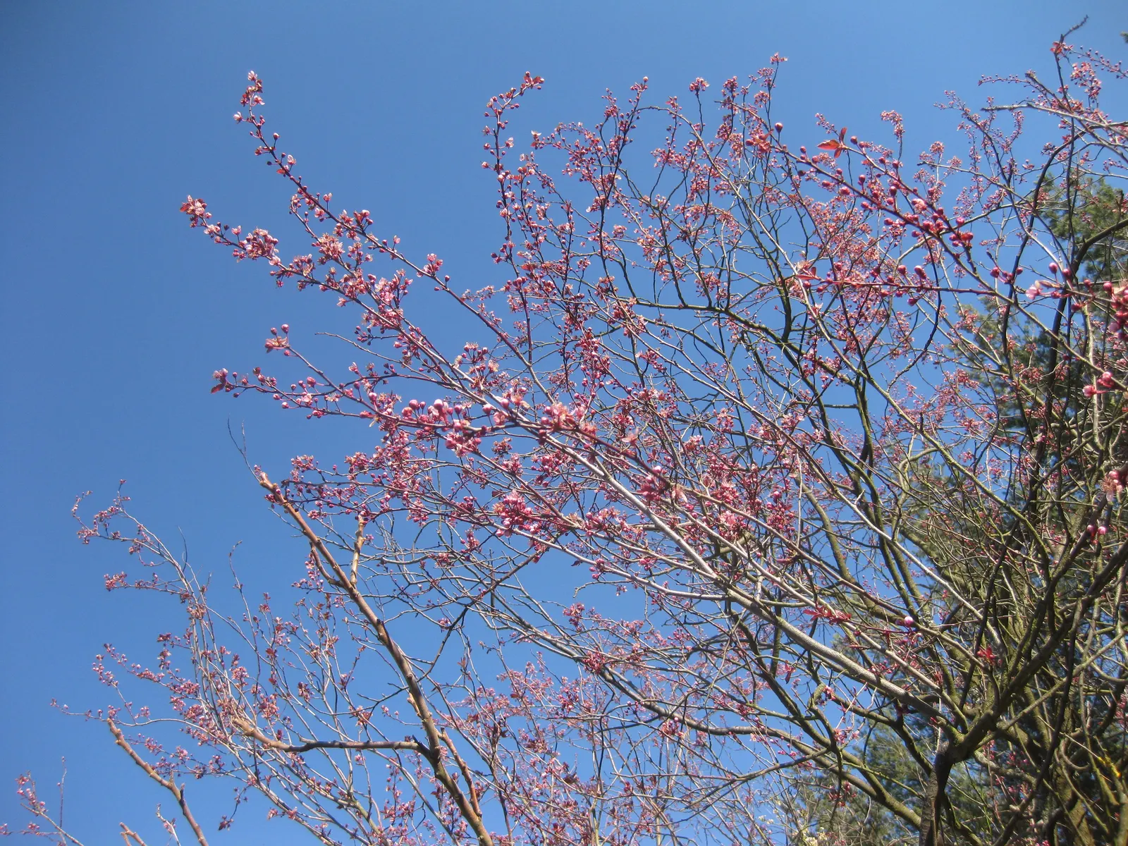 Black Cherry Plum (Prunus Cerasifera 'Nigra') — and providing shaded areas in medium-sized gardens