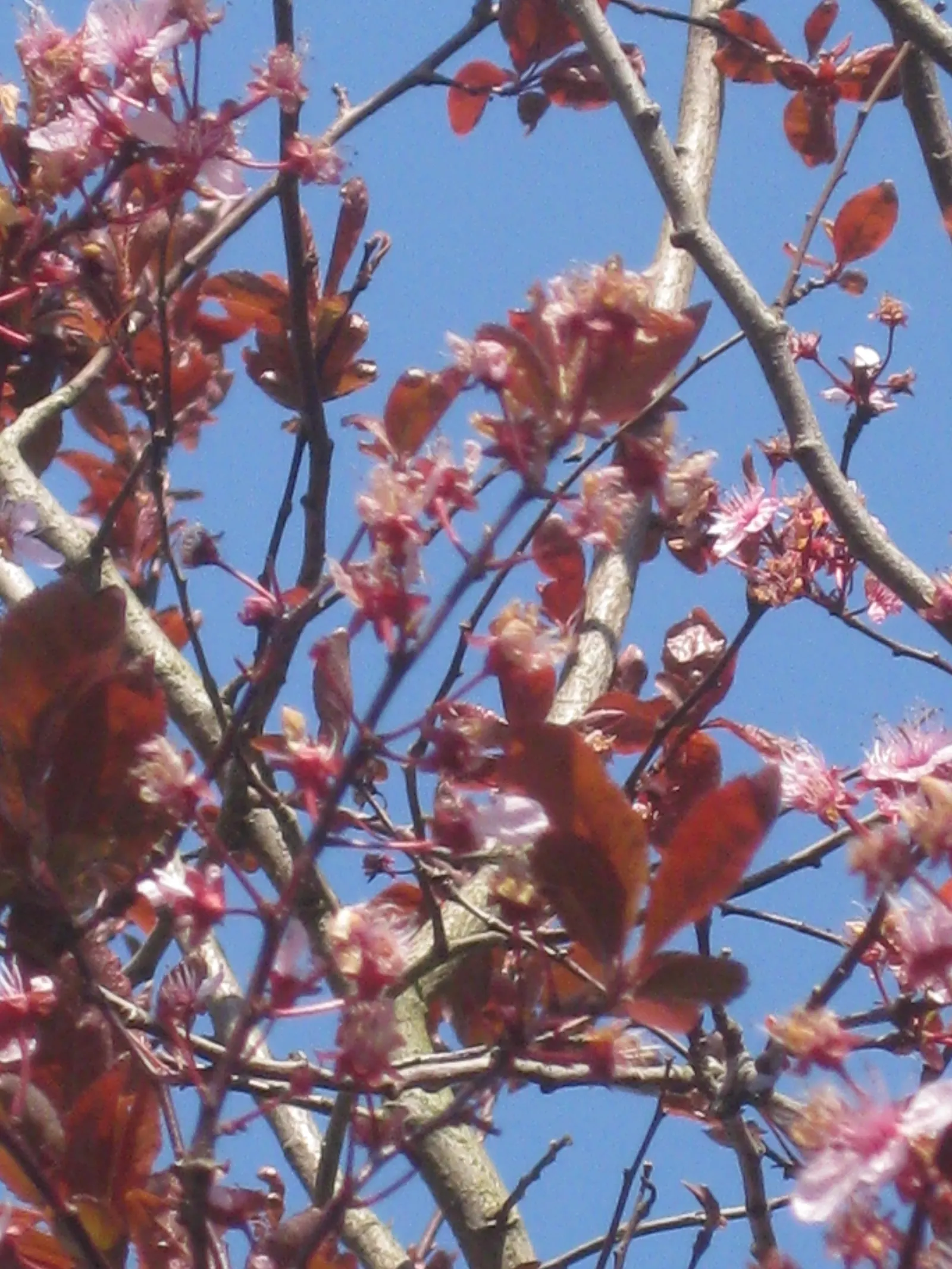 Black Cherry Plum (Prunus Cerasifera 'Nigra') — providing a striking focal point for any landscape design
