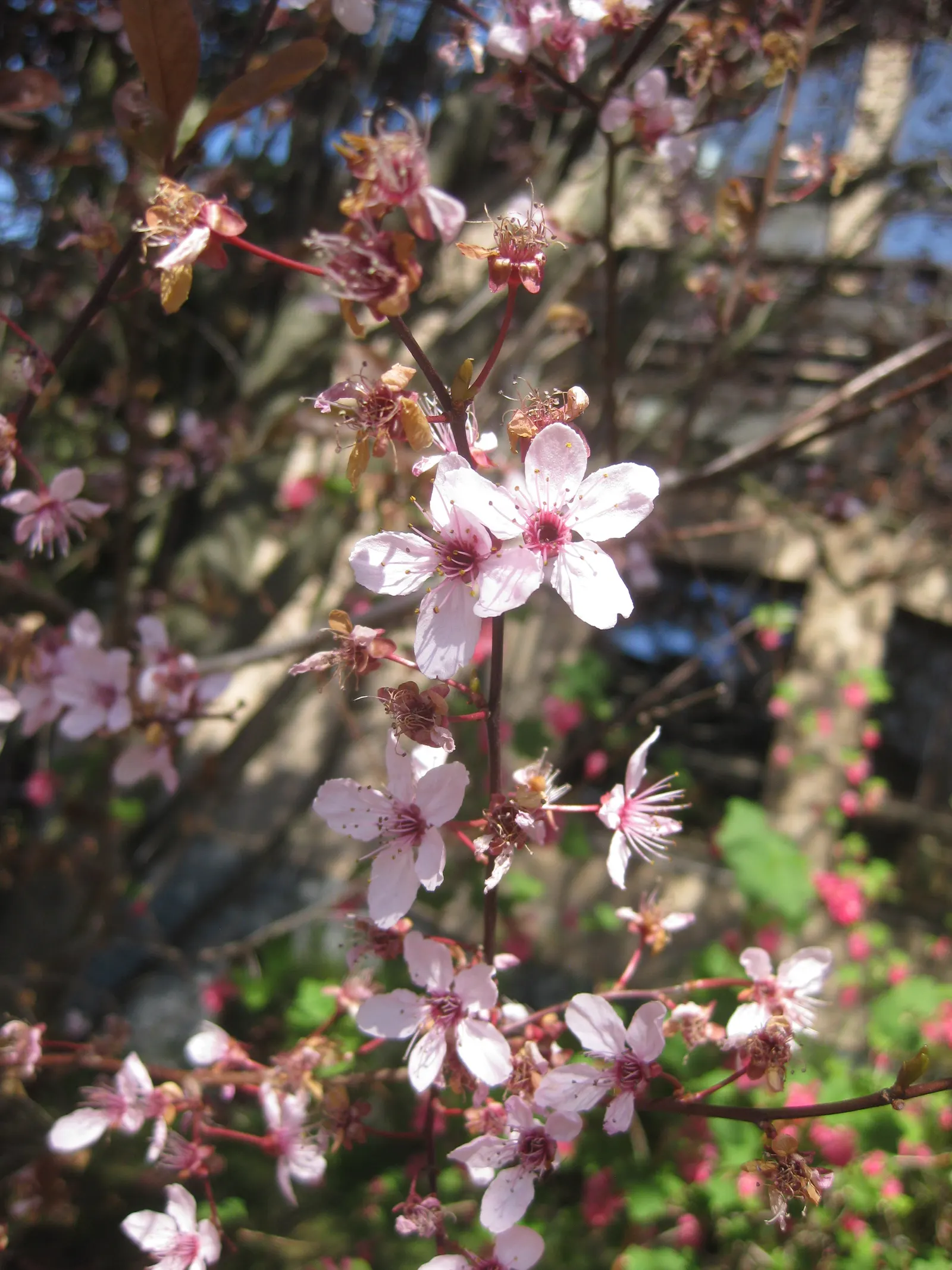 Black Cherry Plum (Prunus Cerasifera 'Nigra') — which maintains its vibrant hue throughout the growing season; with a mature height ranging between 15 to 20