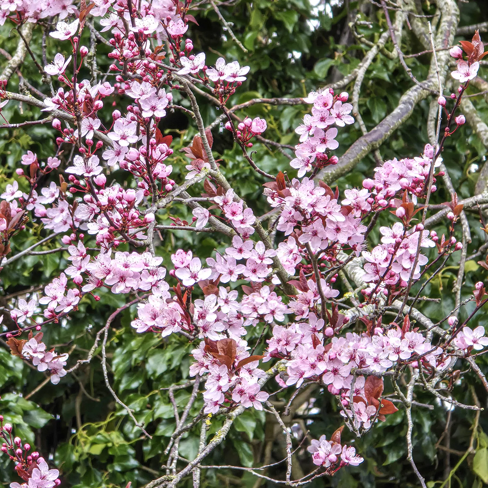 Black Cherry Plum (Prunus Cerasifera 'Nigra') — you will find the Prunus cerasifera 'Nigra' valuable for its versatile use in creating focal points
