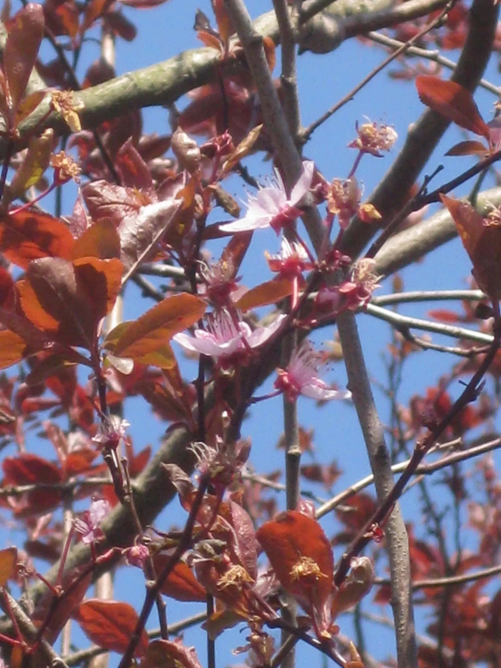 Black Cherry Plum (Prunus Cerasifera 'Nigra') — commonly known as Black Cherry Plum; this deciduous tree reaches up to 20 feet in height and spans roughly 15