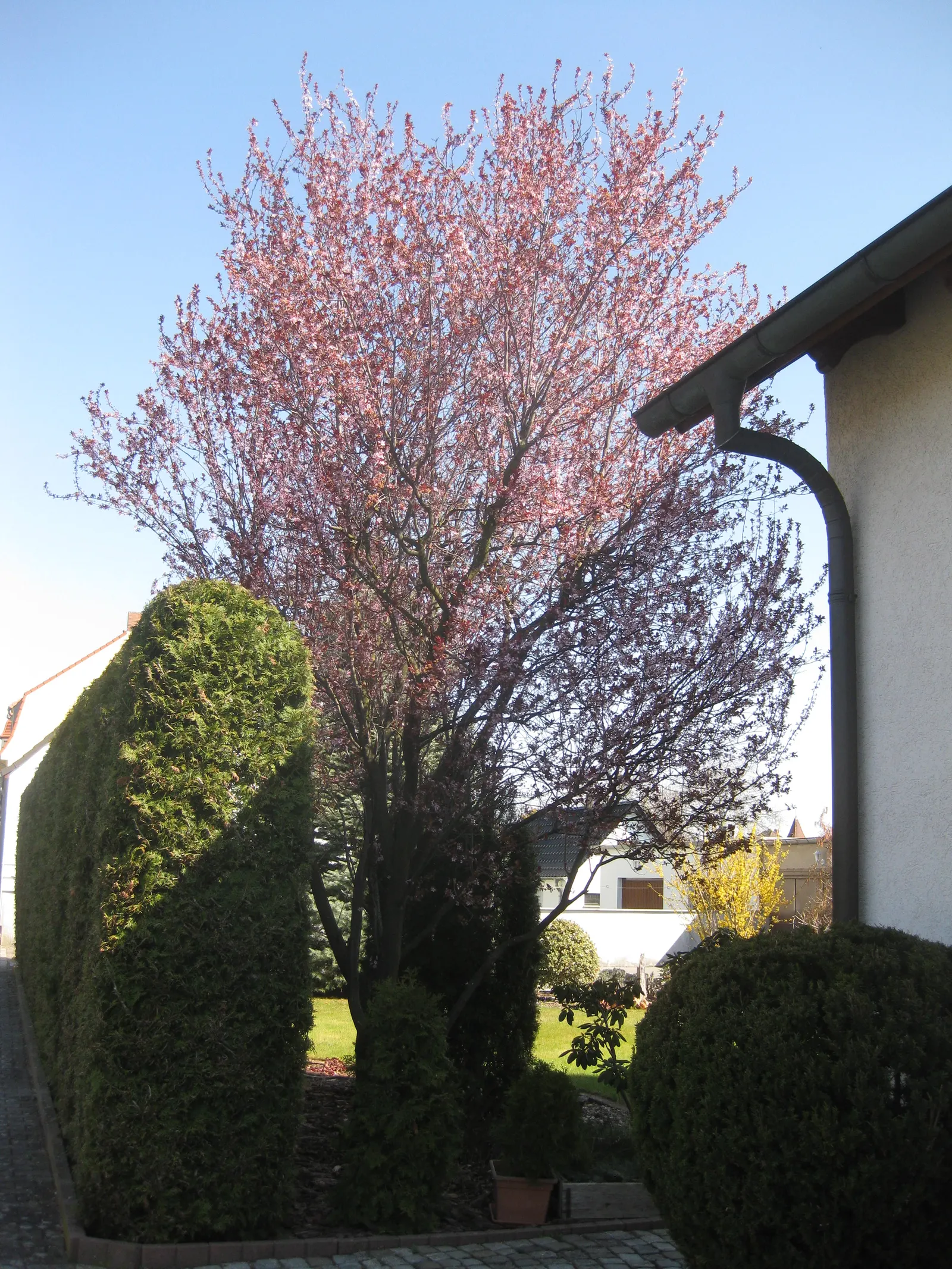 Black Cherry Plum (Prunus Cerasifera 'Nigra') — is a striking ornamental tree cherished for its early spring beauty and modest size; providing a striking focal