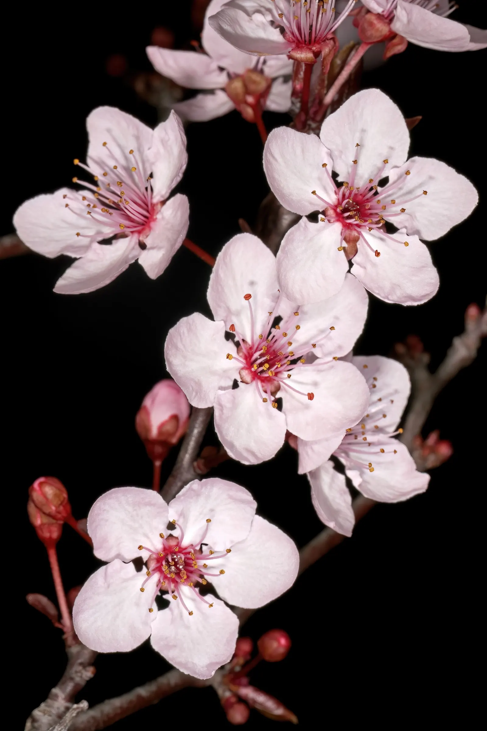 Black Cherry Plum (Prunus Cerasifera 'Nigra') — With a mature height ranging between 15 to 20 feet and a spread of roughly 15 to 20 feet; which maintains its
