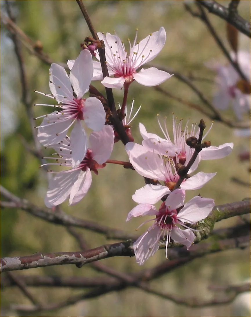 Black Cherry Plum (Prunus Cerasifera 'Nigra') — scientifically known as Prunus cerasifera 'Nigra'
