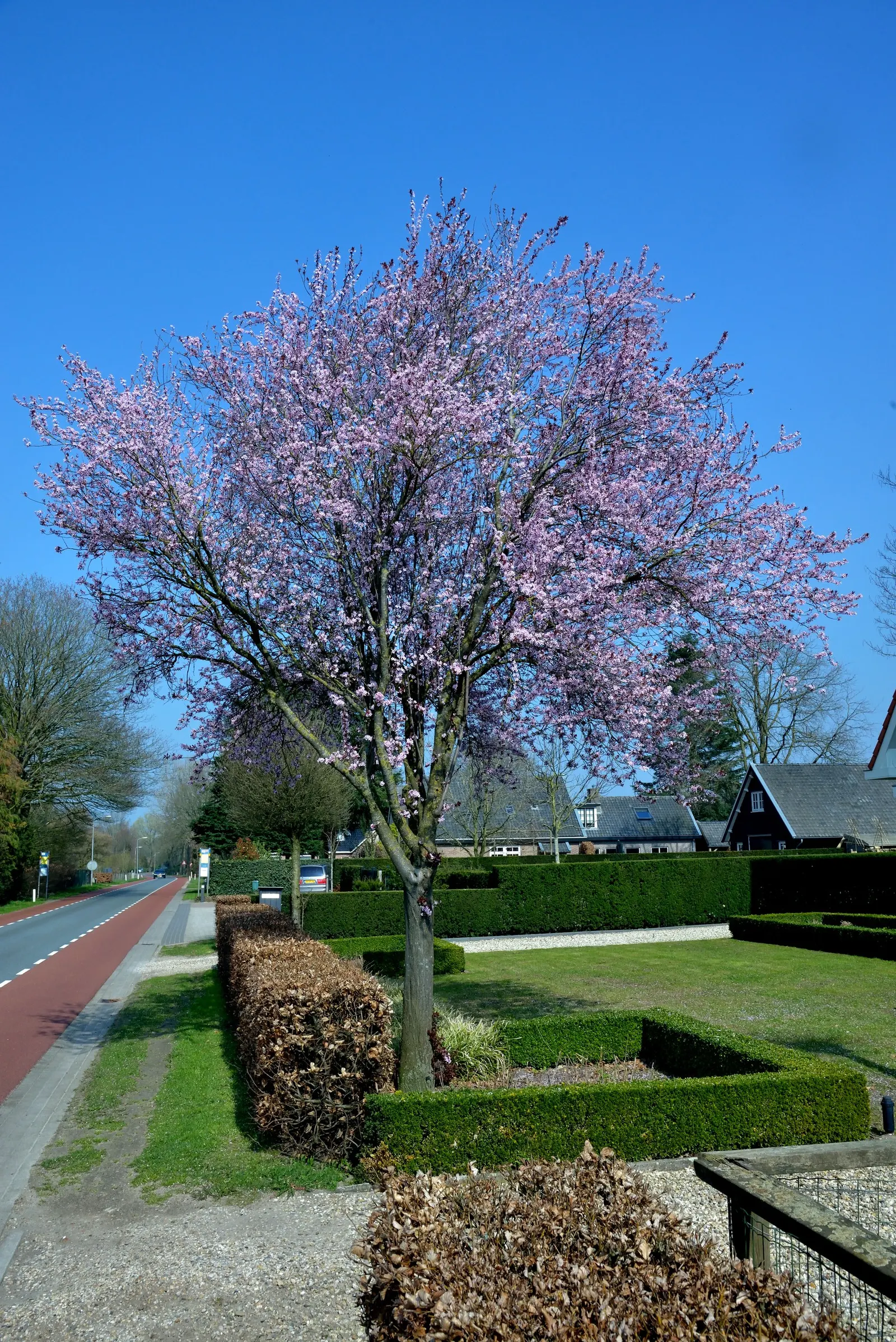 Black Cherry Plum (Prunus Cerasifera 'Nigra') — this cultivar provides a compact yet lush addition to garden landscapes; and its ability to adapt to various