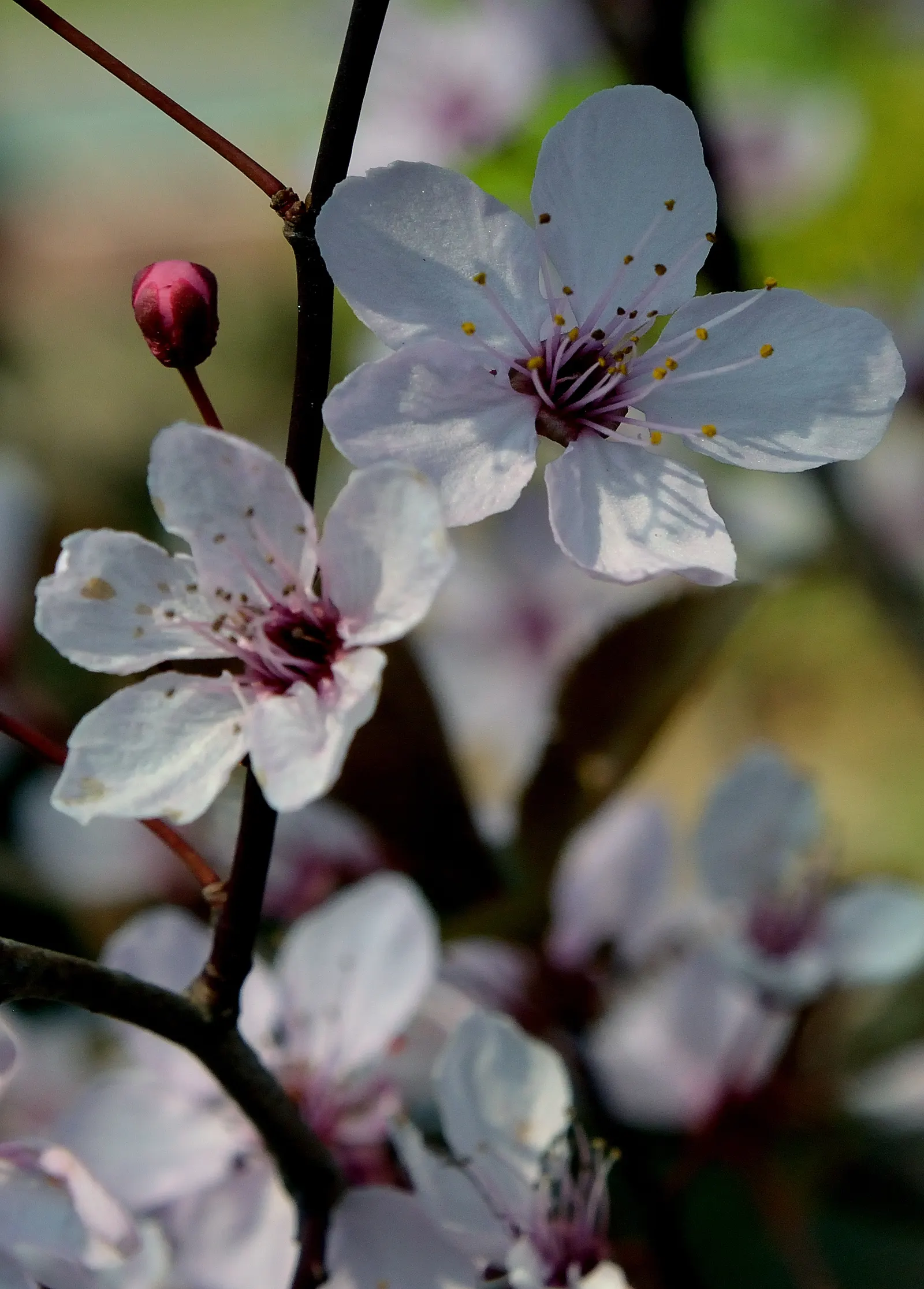Black Cherry Plum (Prunus Cerasifera 'Nigra') — It thrives in full sun and adapts well to varying soil types