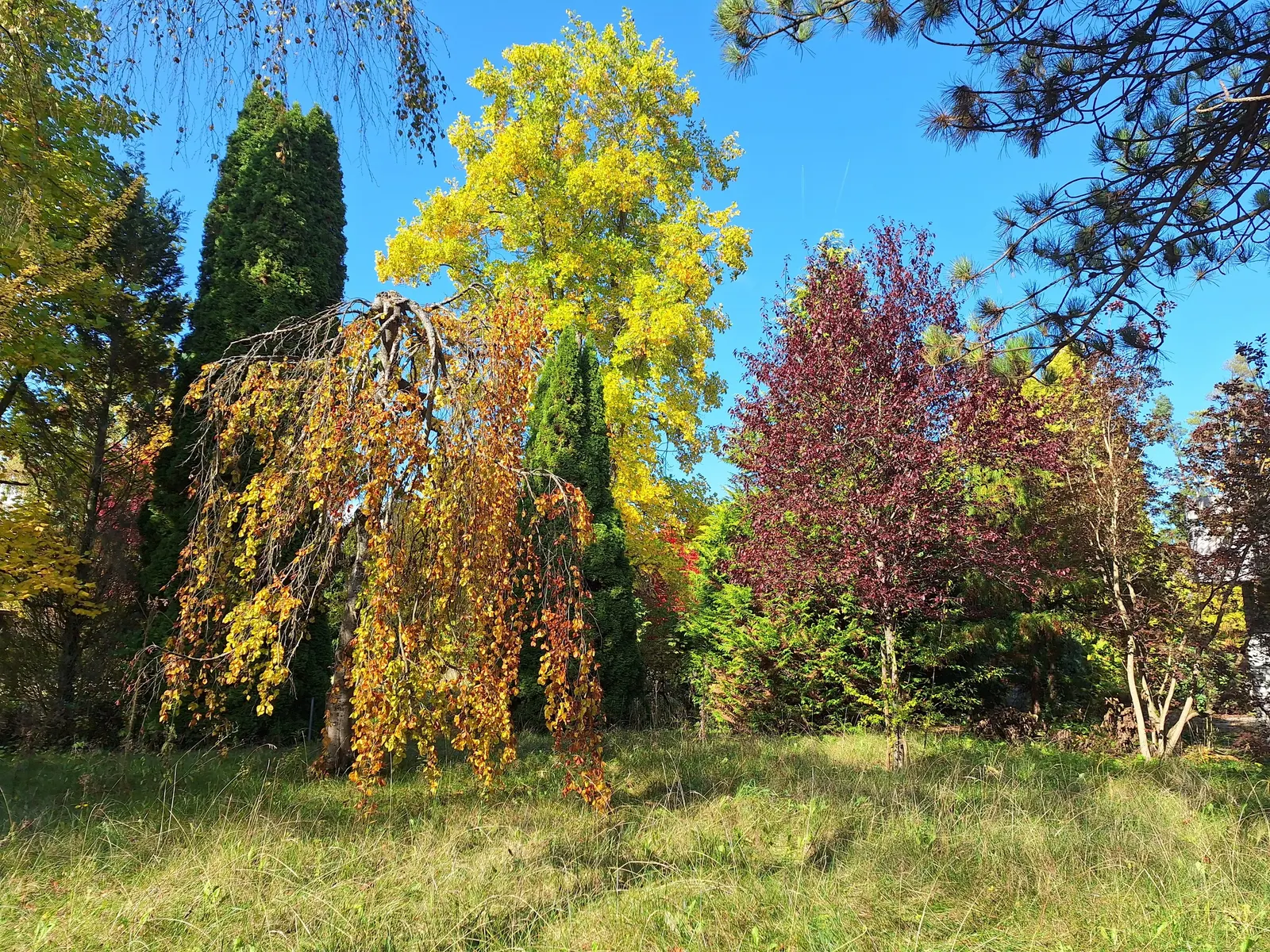 Black Cherry Plum (Prunus Cerasifera 'Nigra') — barring waterlogged conditions