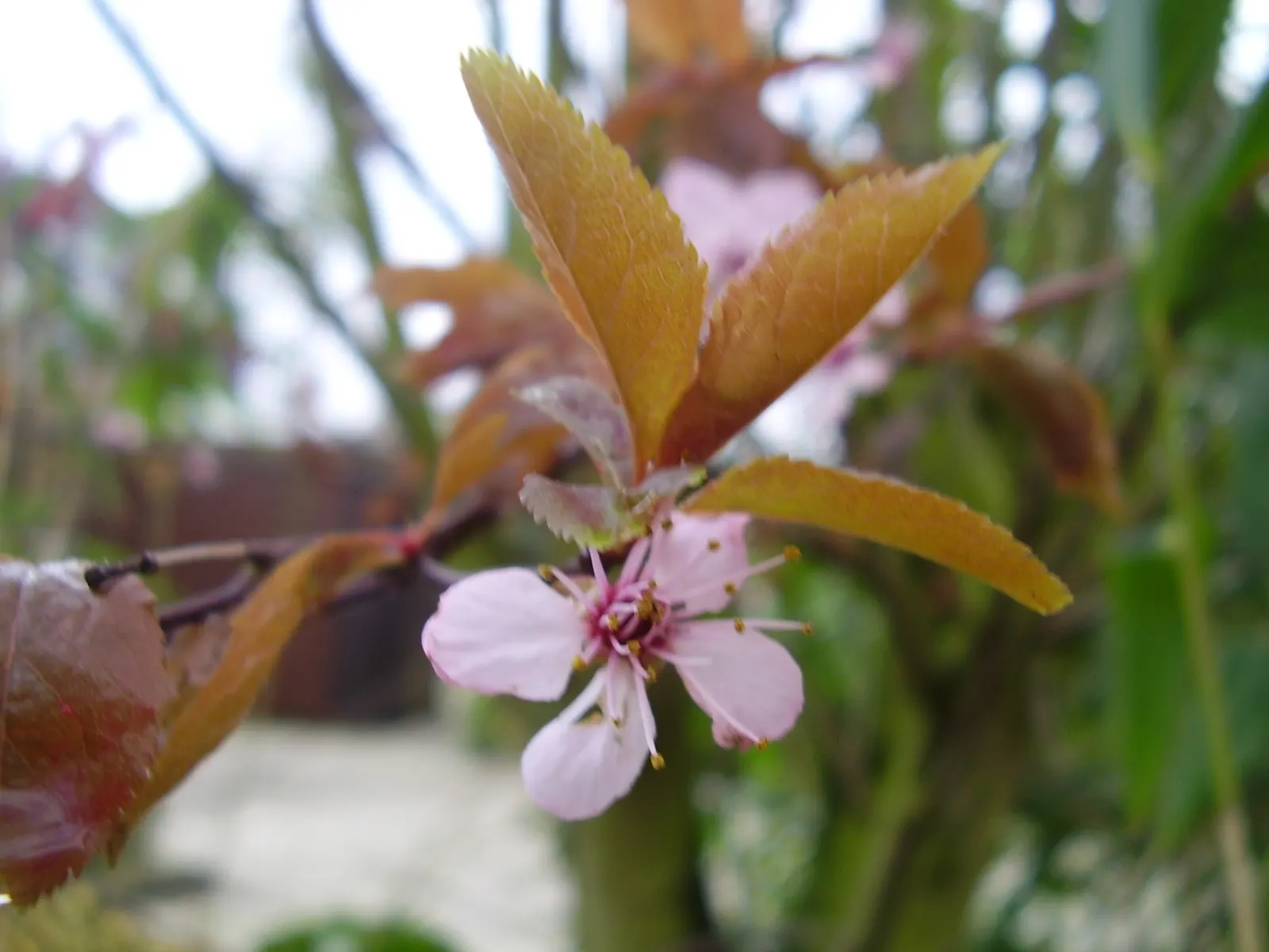 Black Cherry Plum (Prunus Cerasifera 'Nigra') — It is characterized by its deep purple to almost black foliage