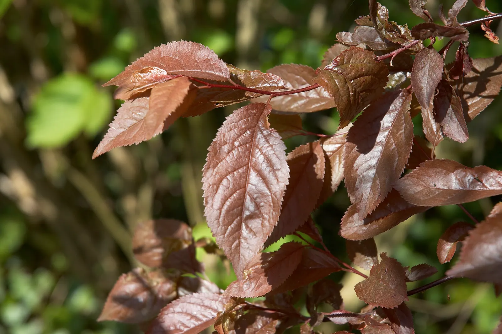 Black Cherry Plum (Prunus Cerasifera 'Nigra') — features stunning dark purple leaves that mature into a deep green; it is characterized by its deep purple to