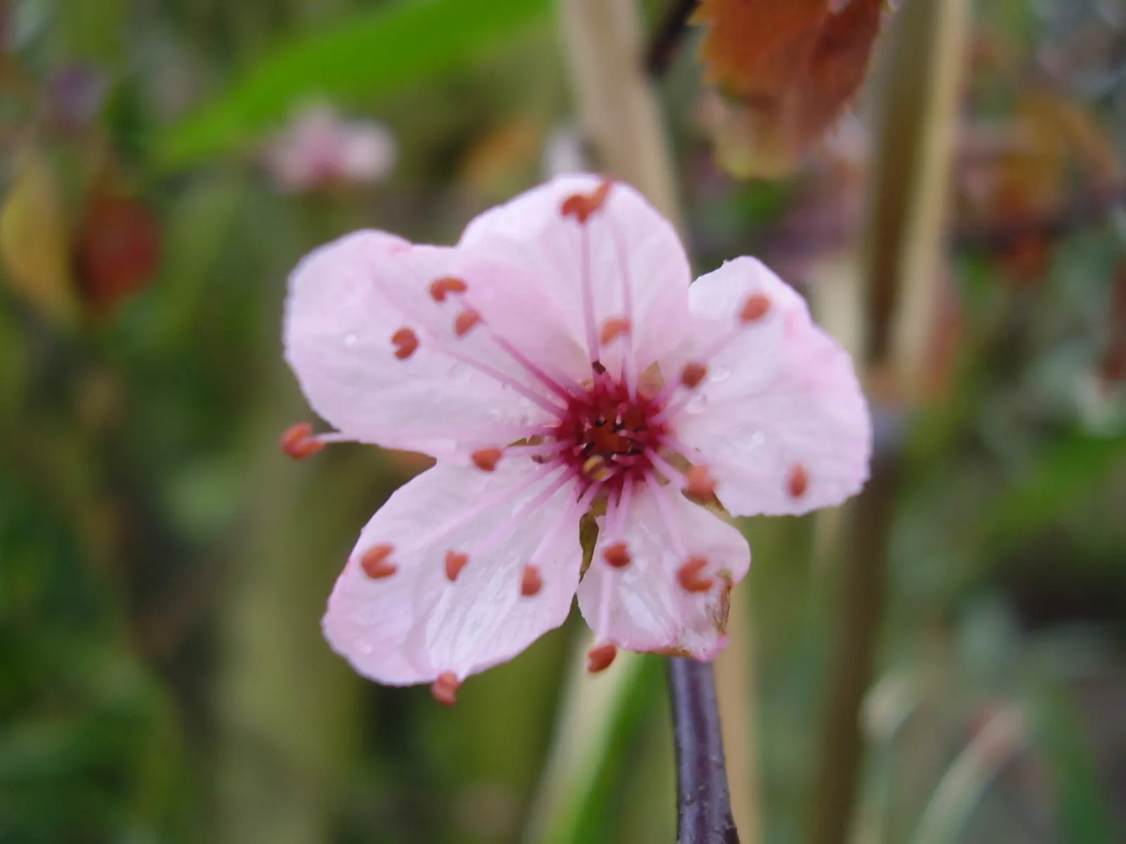 Black Cherry Plum (Prunus Cerasifera 'Nigra') — commonly known as Black Cherry Plum