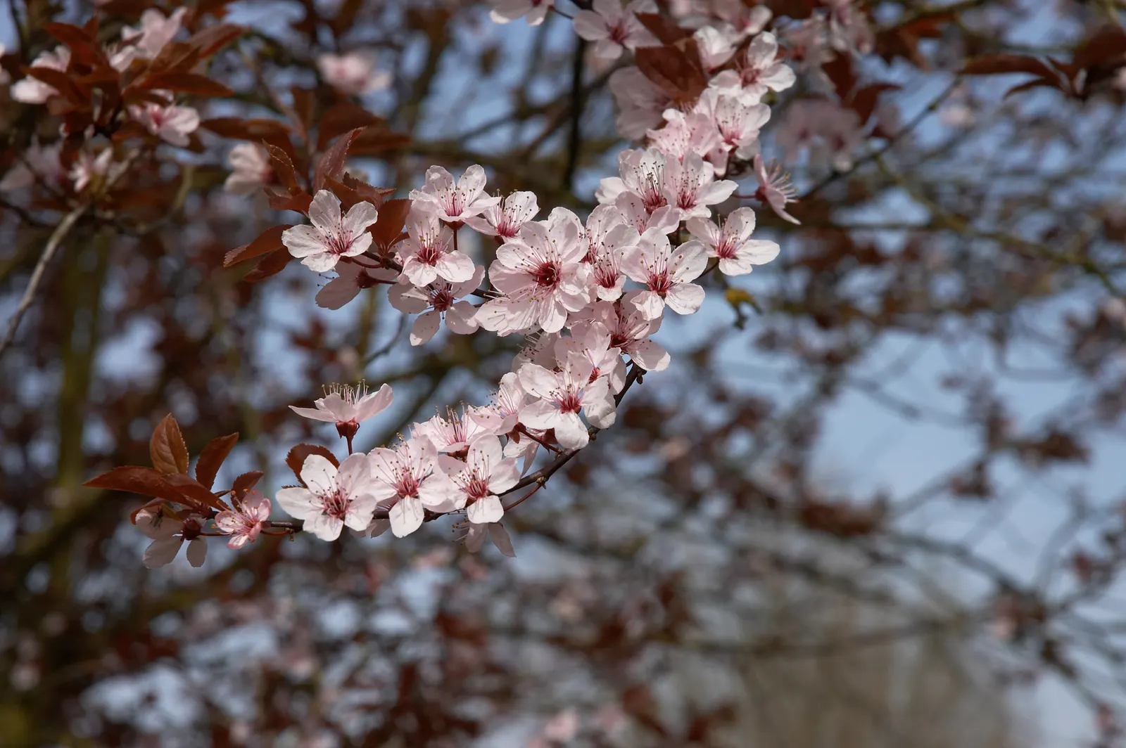 Black Cherry Plum (Prunus Cerasifera 'Nigra') — and its ability to adapt to various soil types