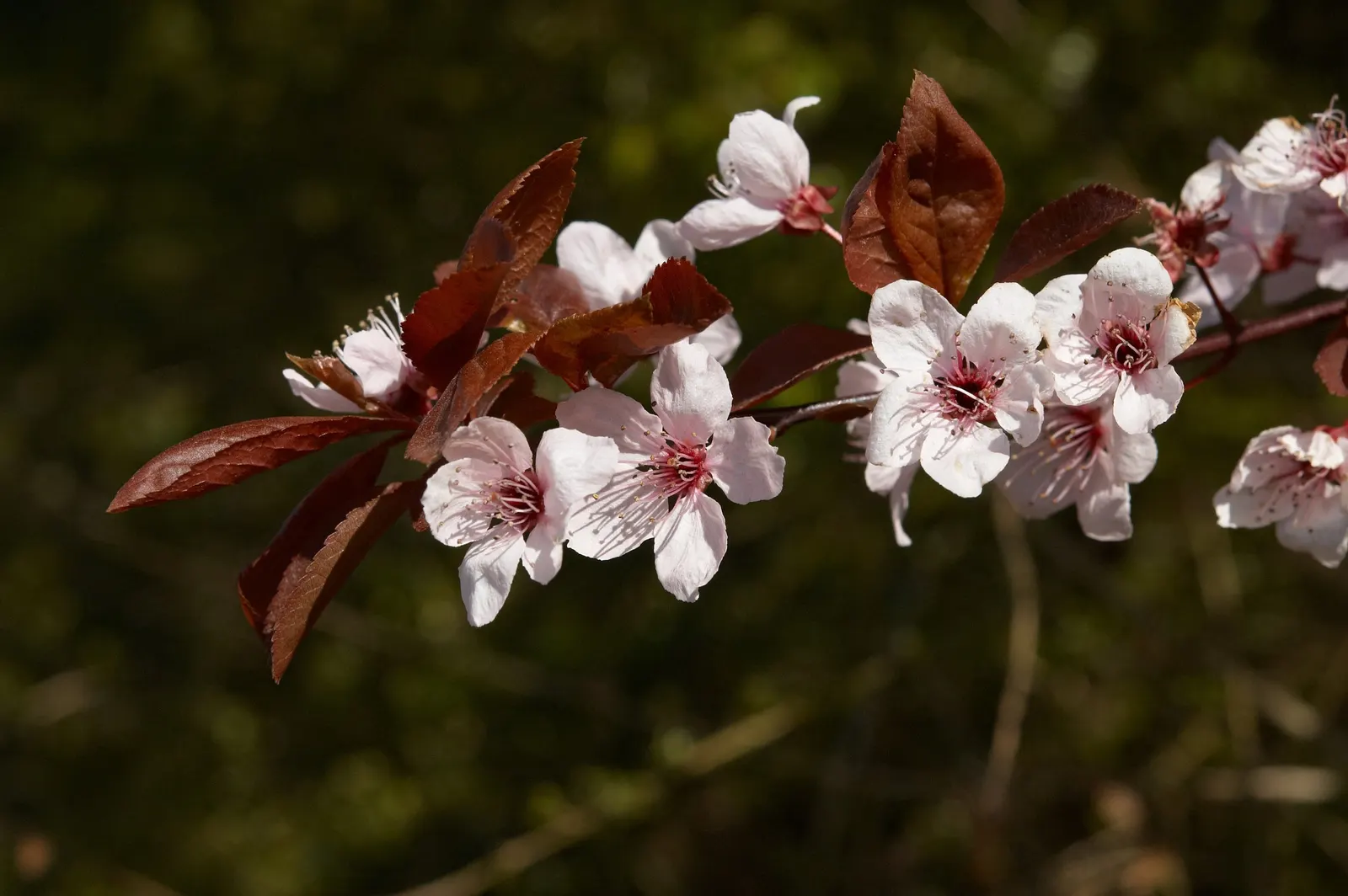 Black Cherry Plum (Prunus Cerasifera 'Nigra') — This deciduous tree prefers well-drained soil and thrives in full sun to ensure the richest leaf coloration