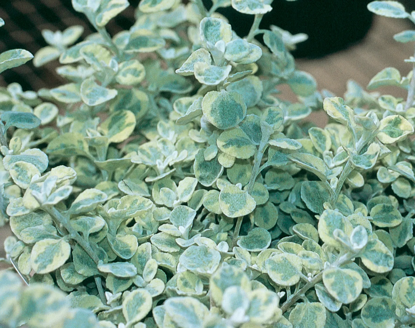 Licorice Splash Licorice Plant (Helichrysum petiolare) — Delightful gray-green leaves with creamy variegation, Easy care, image 18