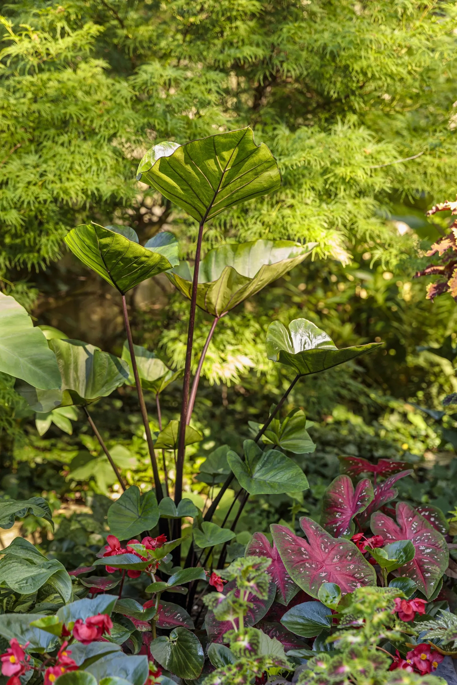 Caribbean Coral Shade Caladium (Caladium hortulanum) — making it easy to tuck into layered shade plantings or feature prominently in a container; is a vivid