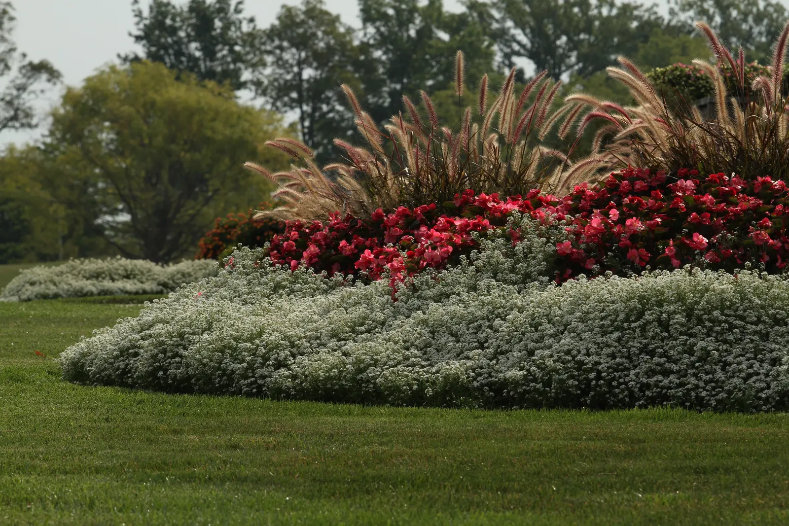 Red II Begonia (Begonia benariensis) — but in most landscapes it is used as a reliable warm-season annual; and a refined but low-maintenance summer, image 142
