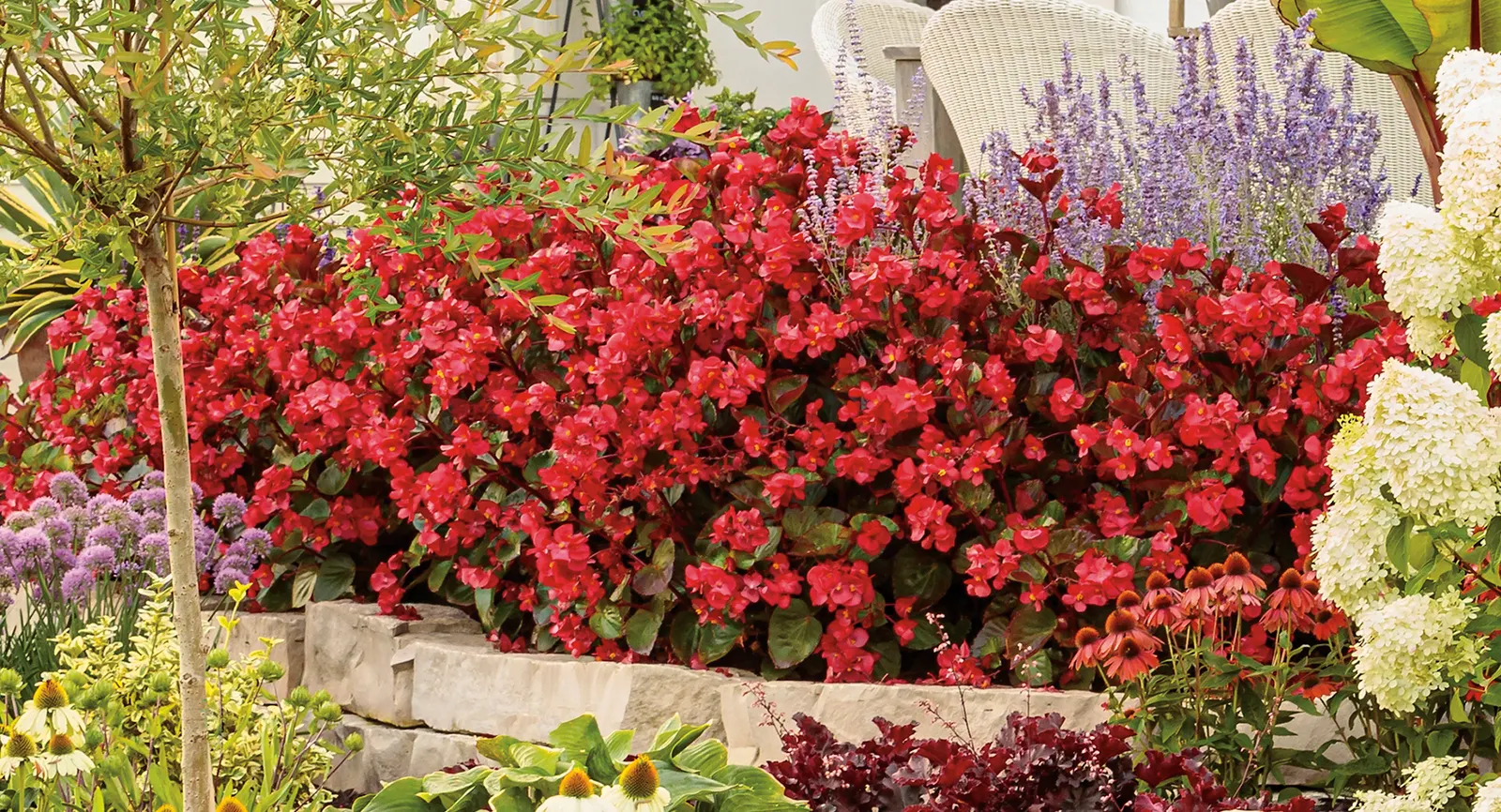 Red II Begonia (Begonia benariensis) — though consistent moisture and regular feeding will encourage the most robust growth and continuous bloom, image 114