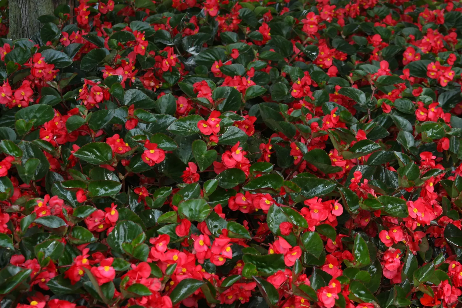 Red II Begonia (Begonia benariensis) — A Proven Winners® selection; heat tolerant and easy to maintain, image 163