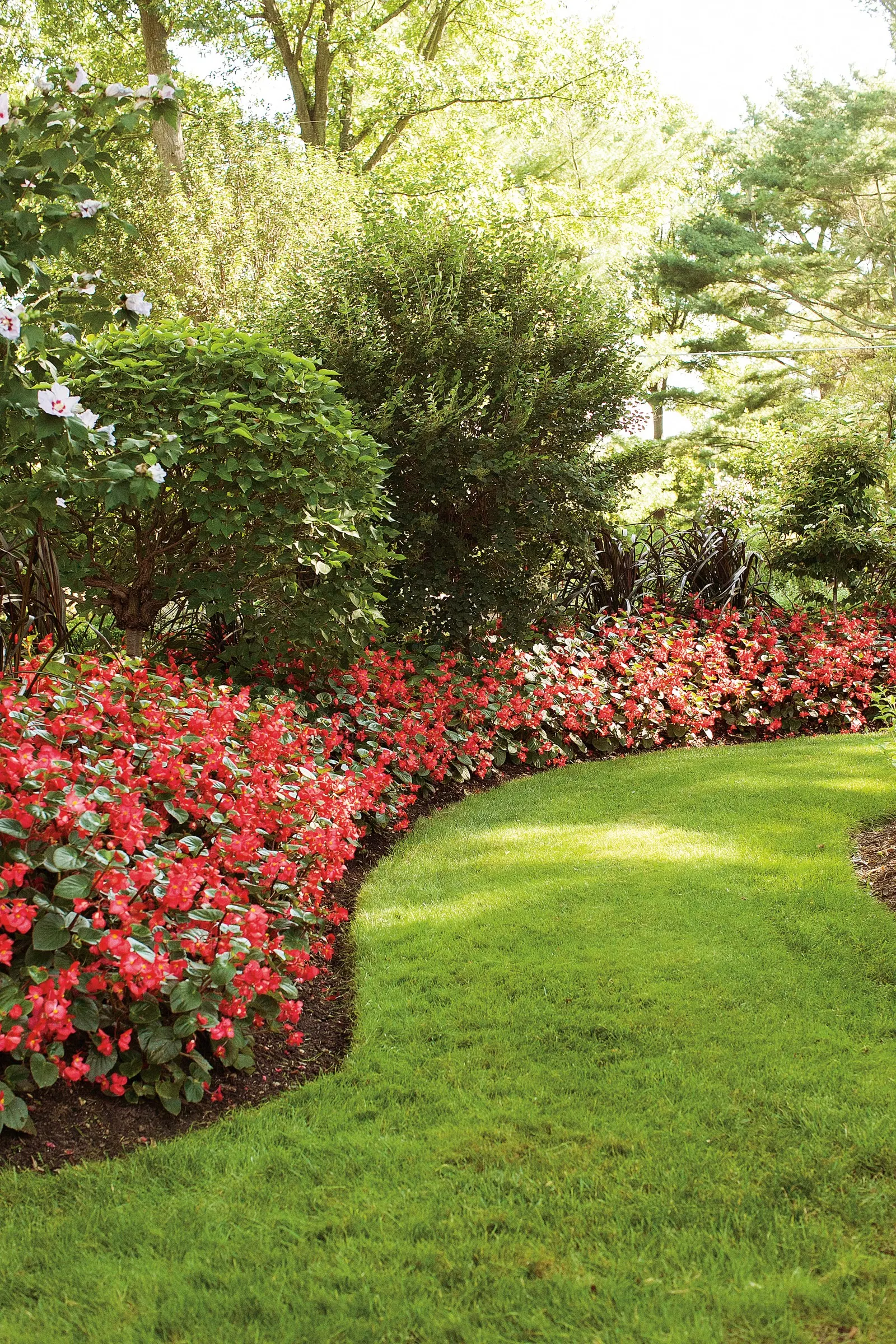 Red II Begonia (Begonia benariensis) — though consistent moisture and regular feeding will encourage the most robust growth and continuous bloom; well-drained