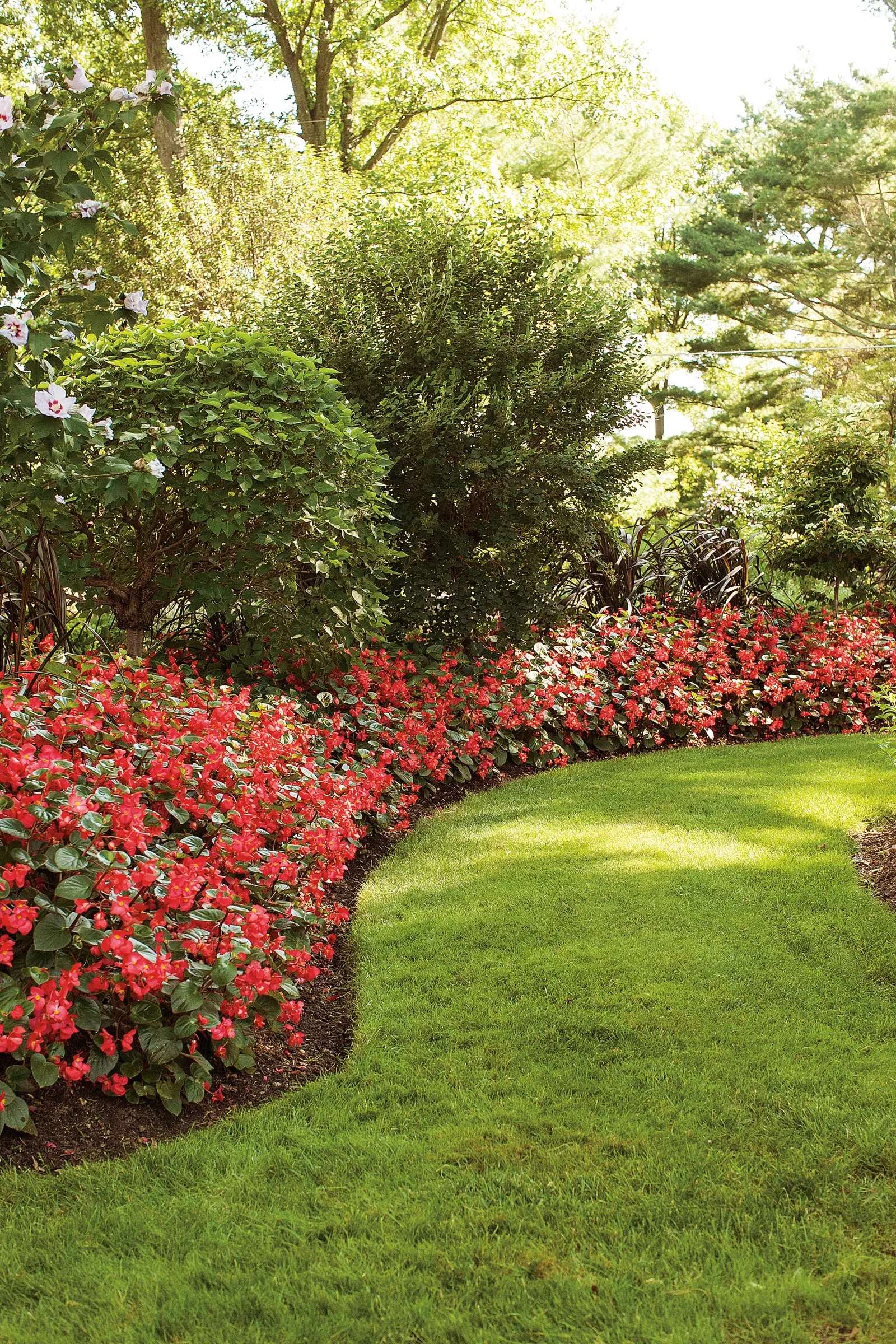 Red II Begonia (Begonia benariensis) — Its upright form works beautifully in patio pots; where it may be grown as a tender perennial