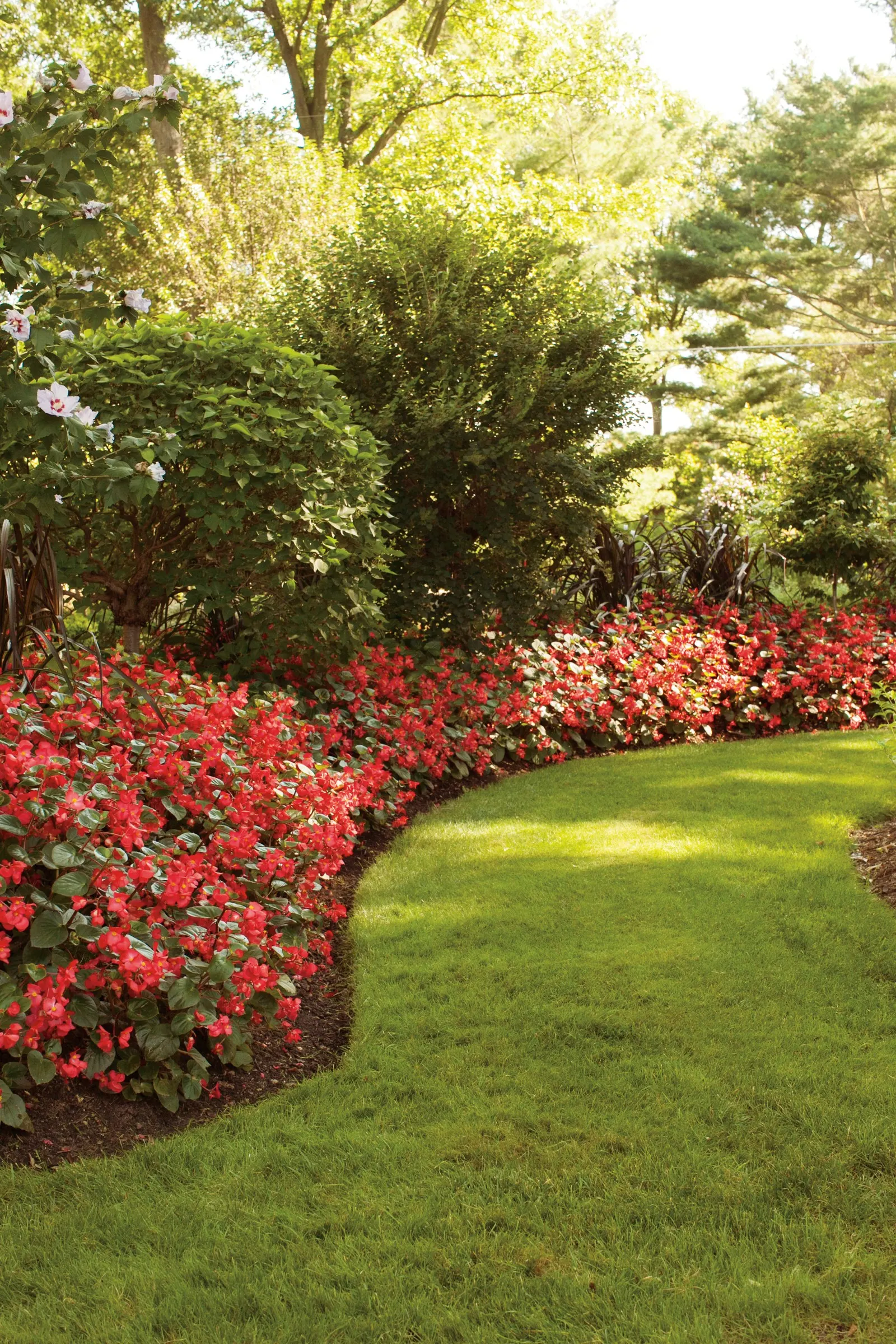 Red II Begonia (Begonia benariensis) — where it may be grown as a tender perennial; it does not require deadheading