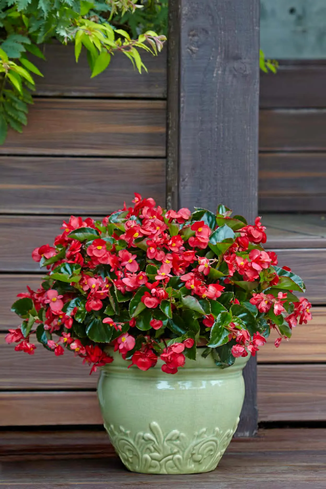 Red II Begonia (Begonia benariensis) — it does not require deadheading; adaptable to sun or shade, image 85