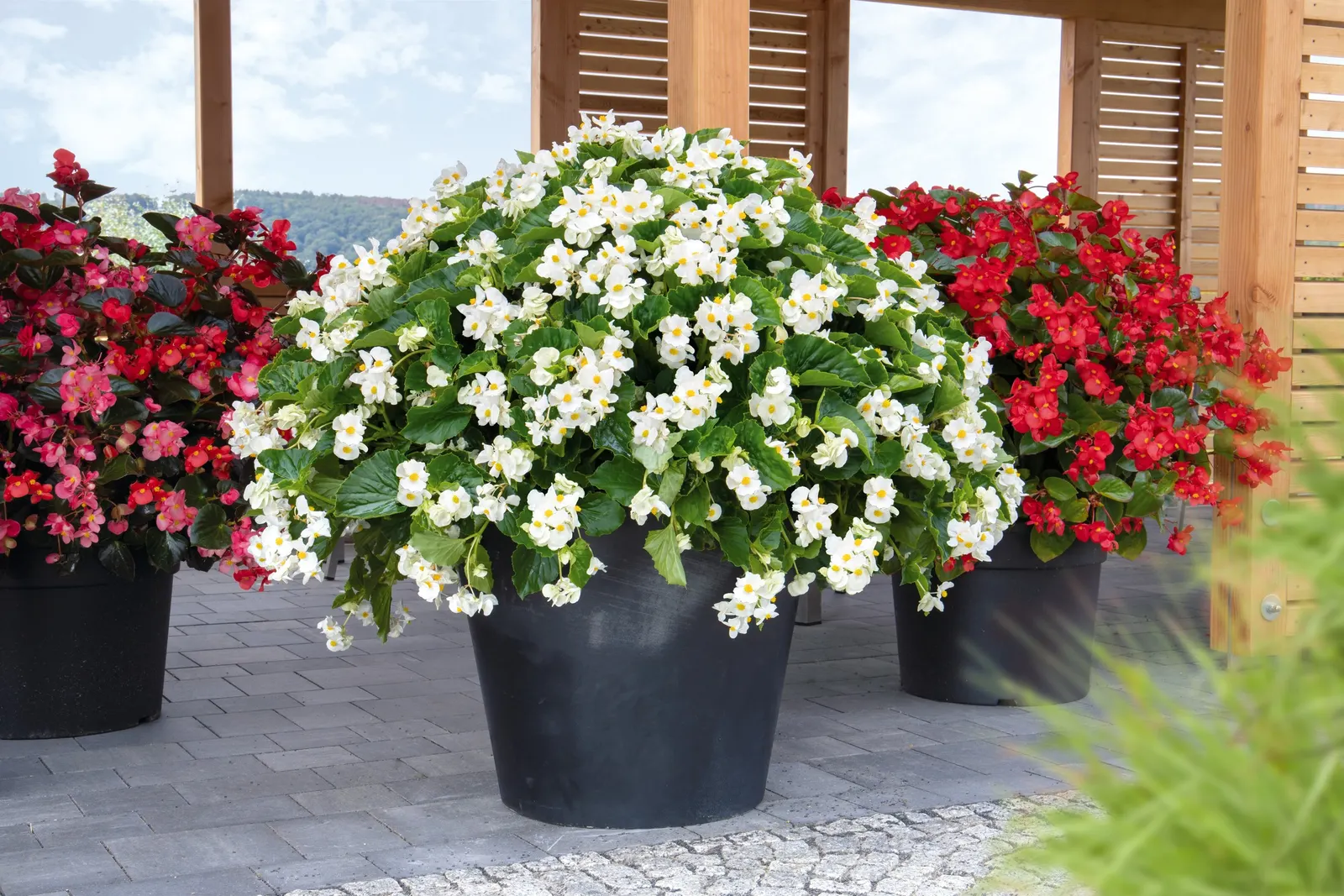Cherry Cordial™ Begonia — This Proven Winners® selection thrives in sun or shade