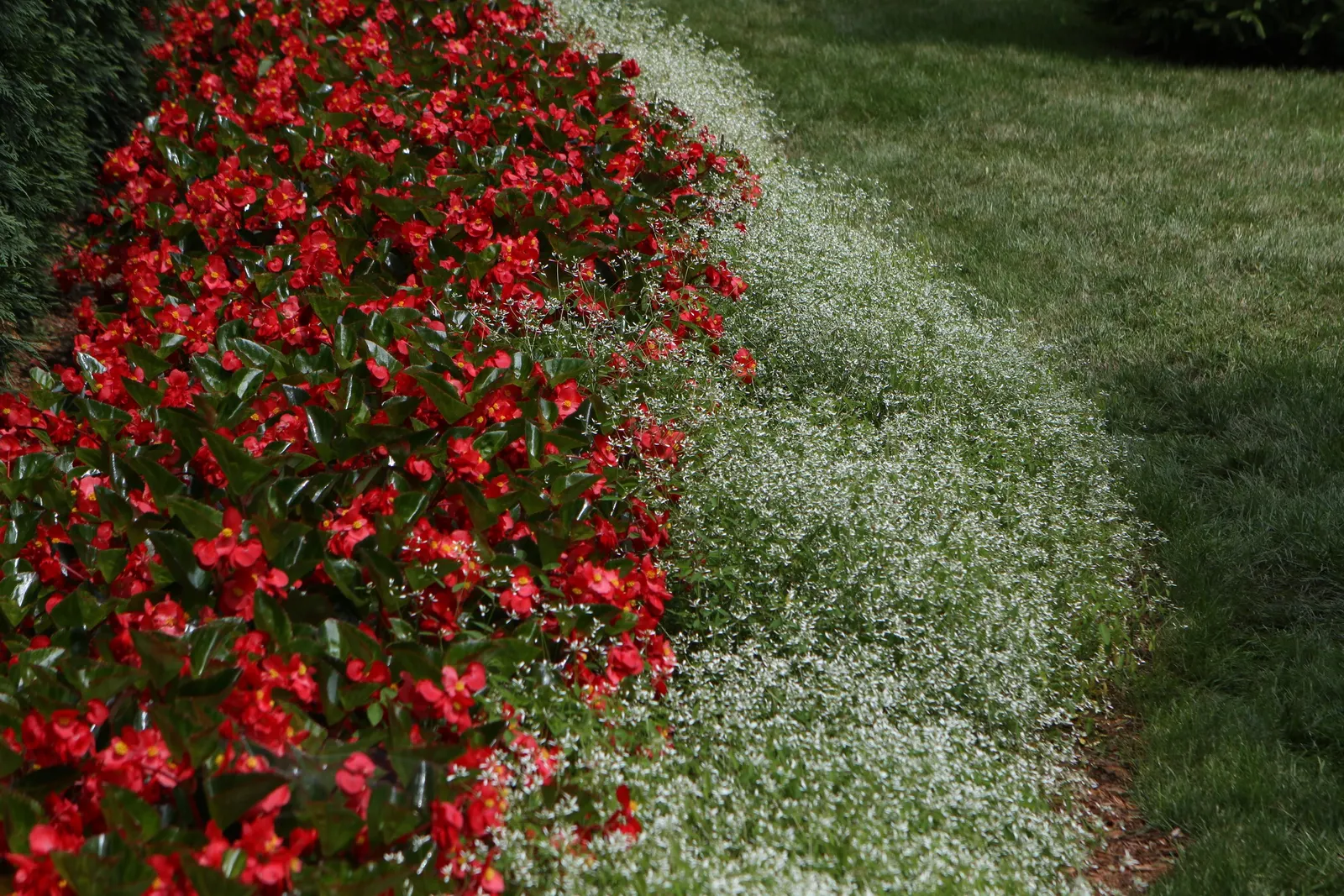Diamond Frost® Euphorbia — though it can tolerate some shade; diamond Frost® typically matures to 12 to 18 inches tall and wide, image 170