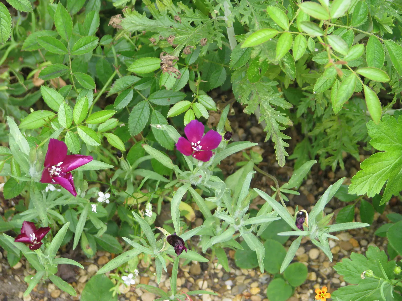Western Clarkia (Clarkia Purpurea) — purpurea typically exhibit a striking range of colors